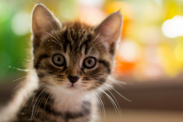 Cute cat face in macro mode