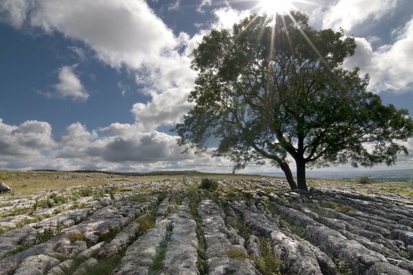 A lonely tree on a rocky field