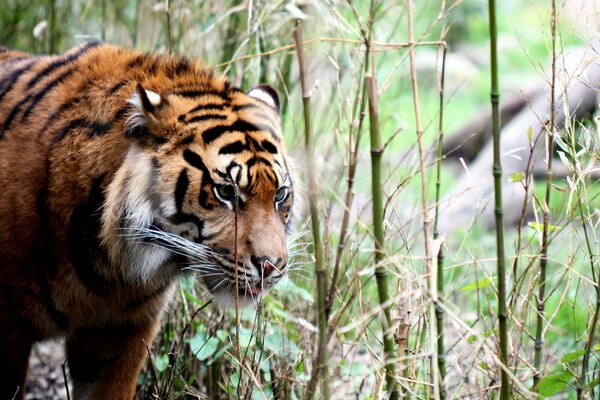 Ein großer Tiger unter Bambus