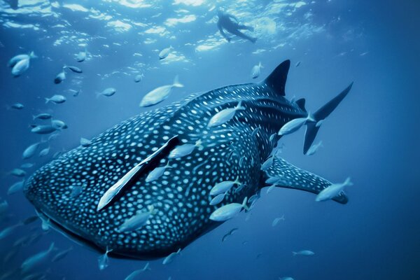 Grande balena blu sott acqua con i pesci