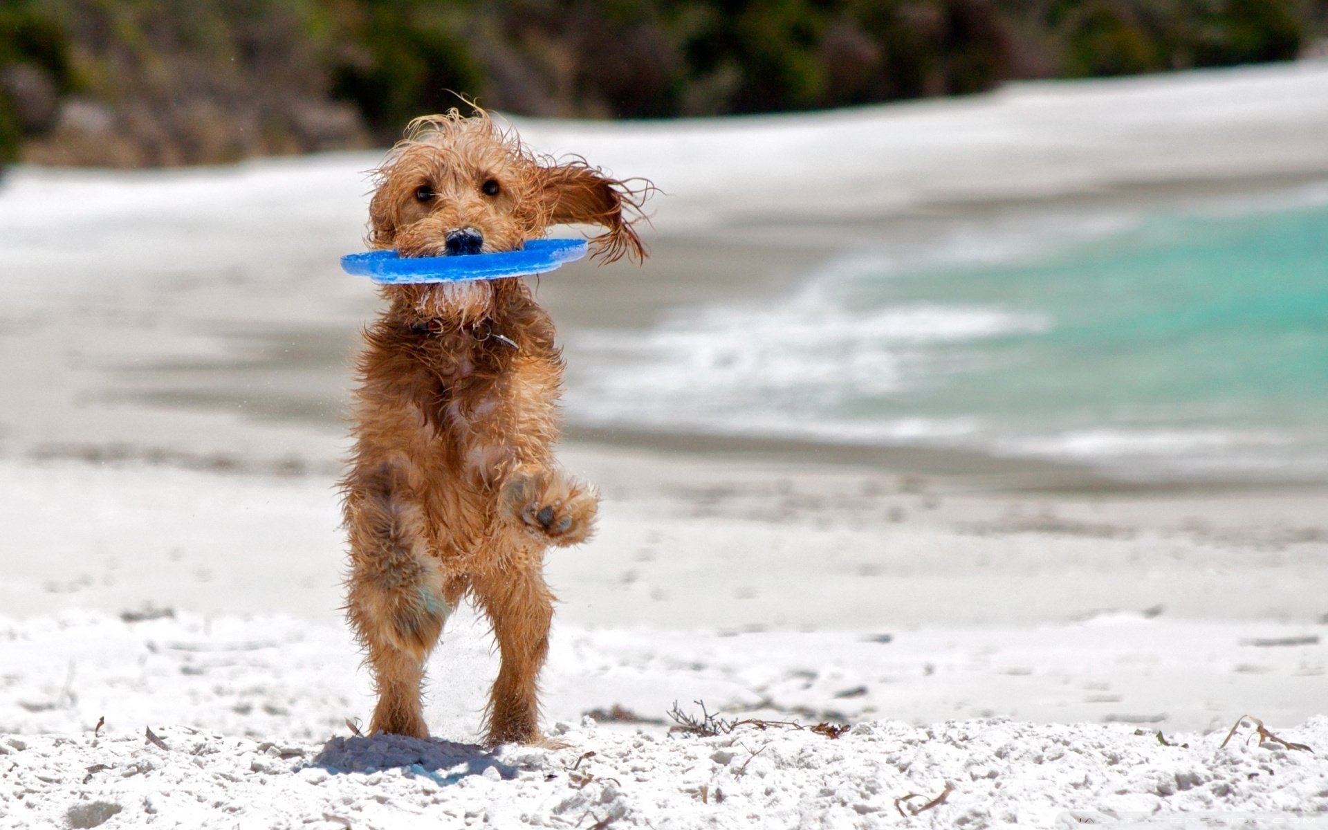 perro diversión juego playa