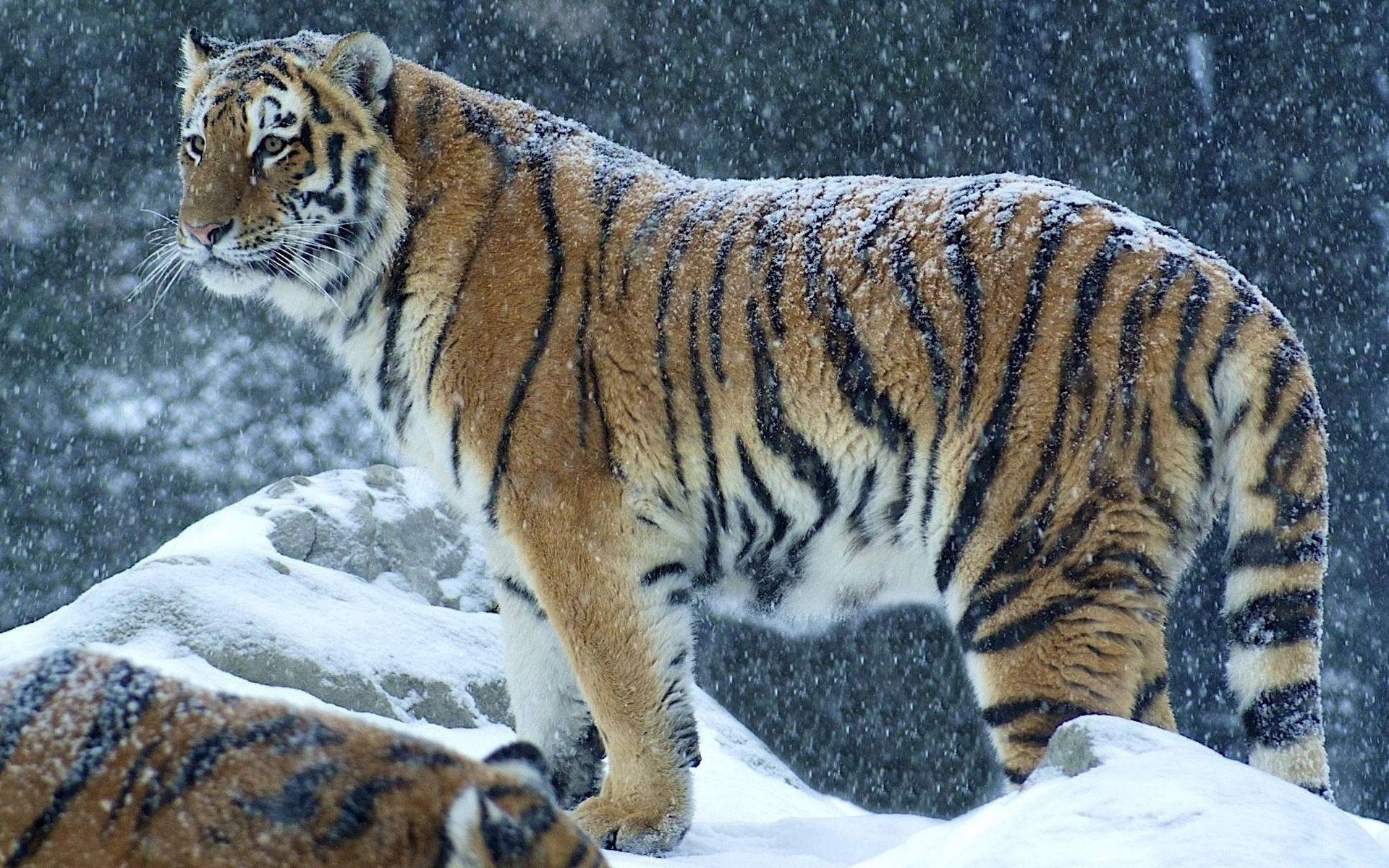 tiger schnee raubtier winter