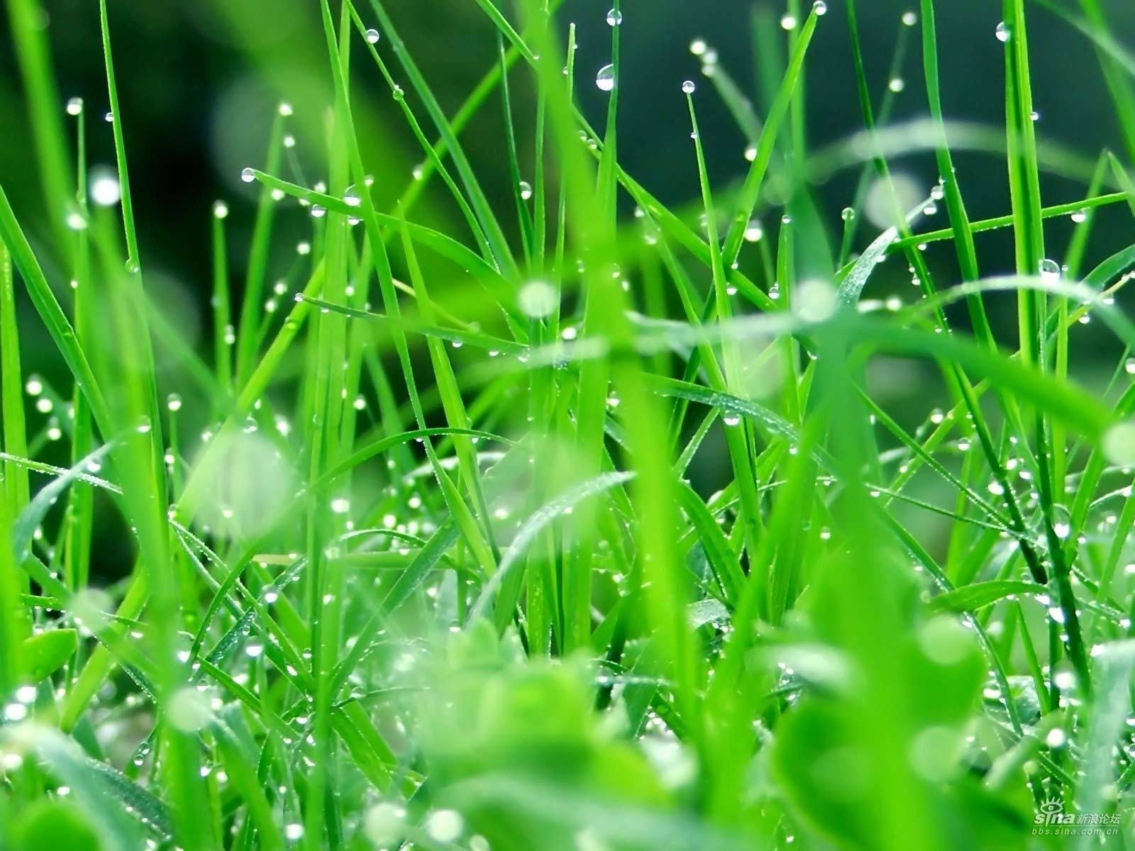 gotas de lluvia hierba