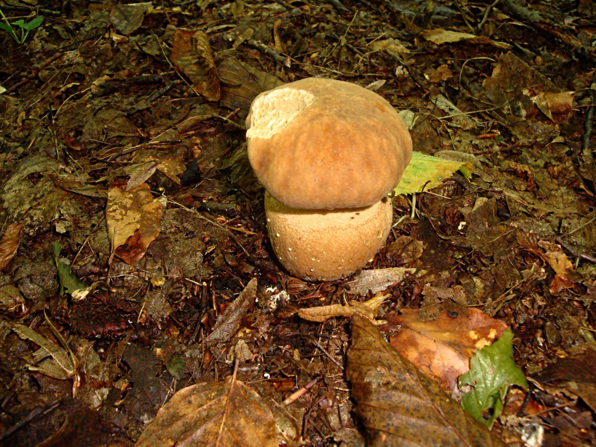 otoño setas hojas gotas