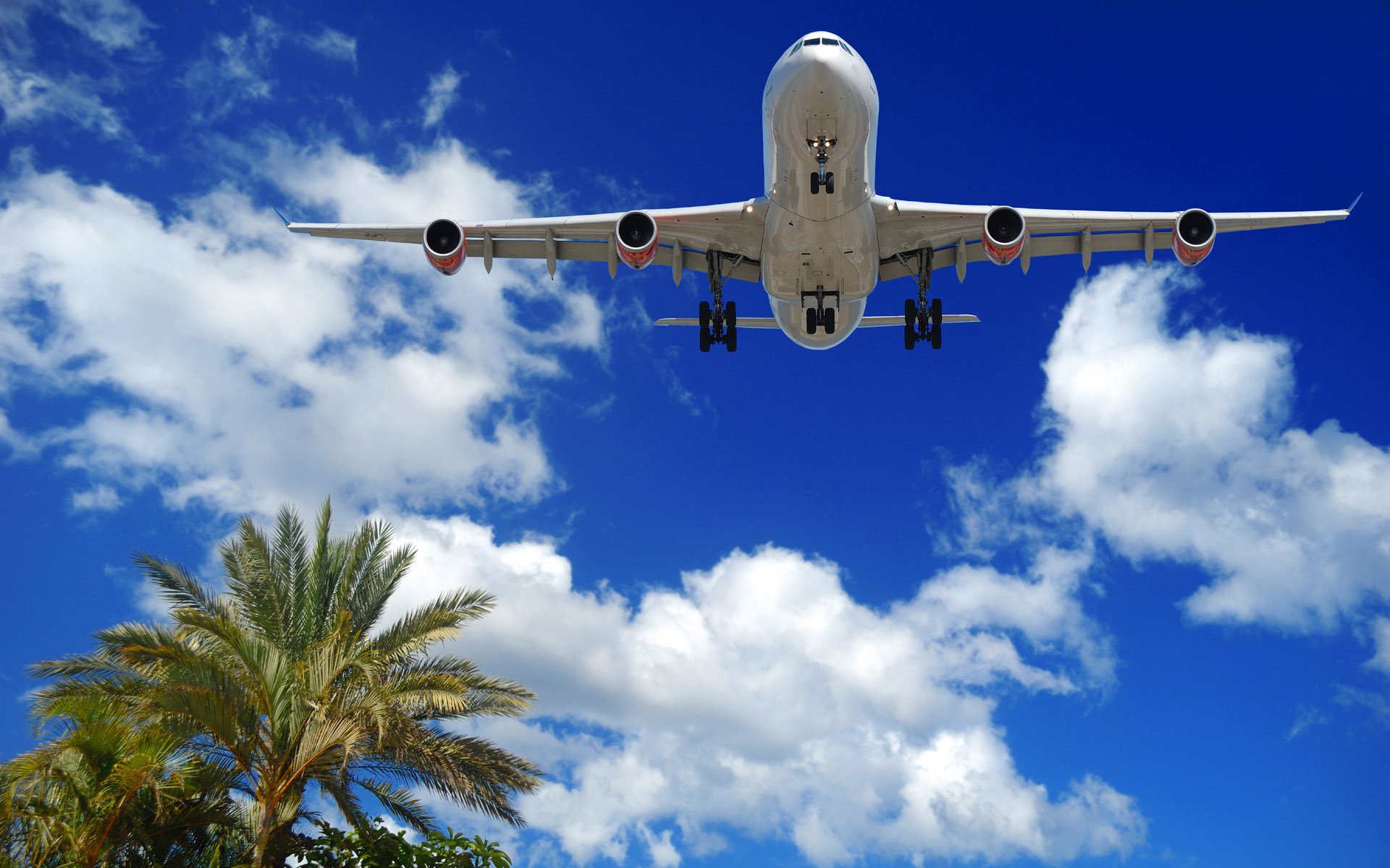 the plane the sky liner clouds palm tree