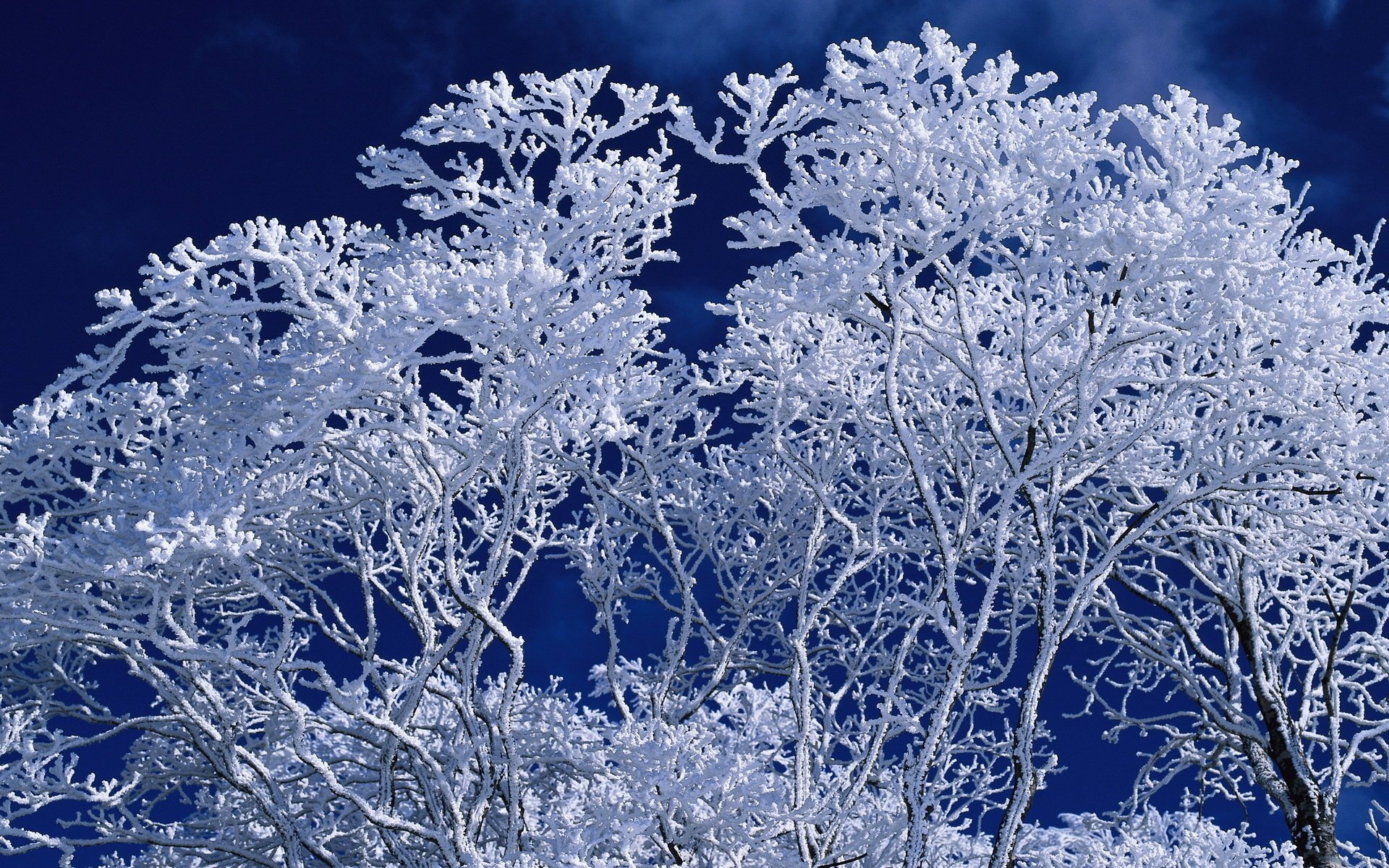 blanc sur blanc bois givre motif bleu