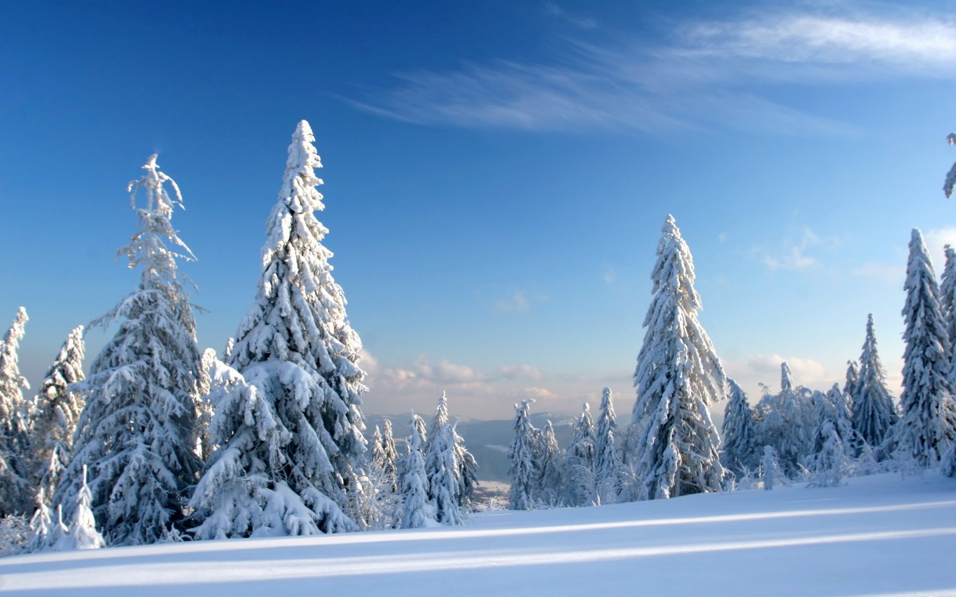 niebo choinki śnieg w śniegu świerki zima