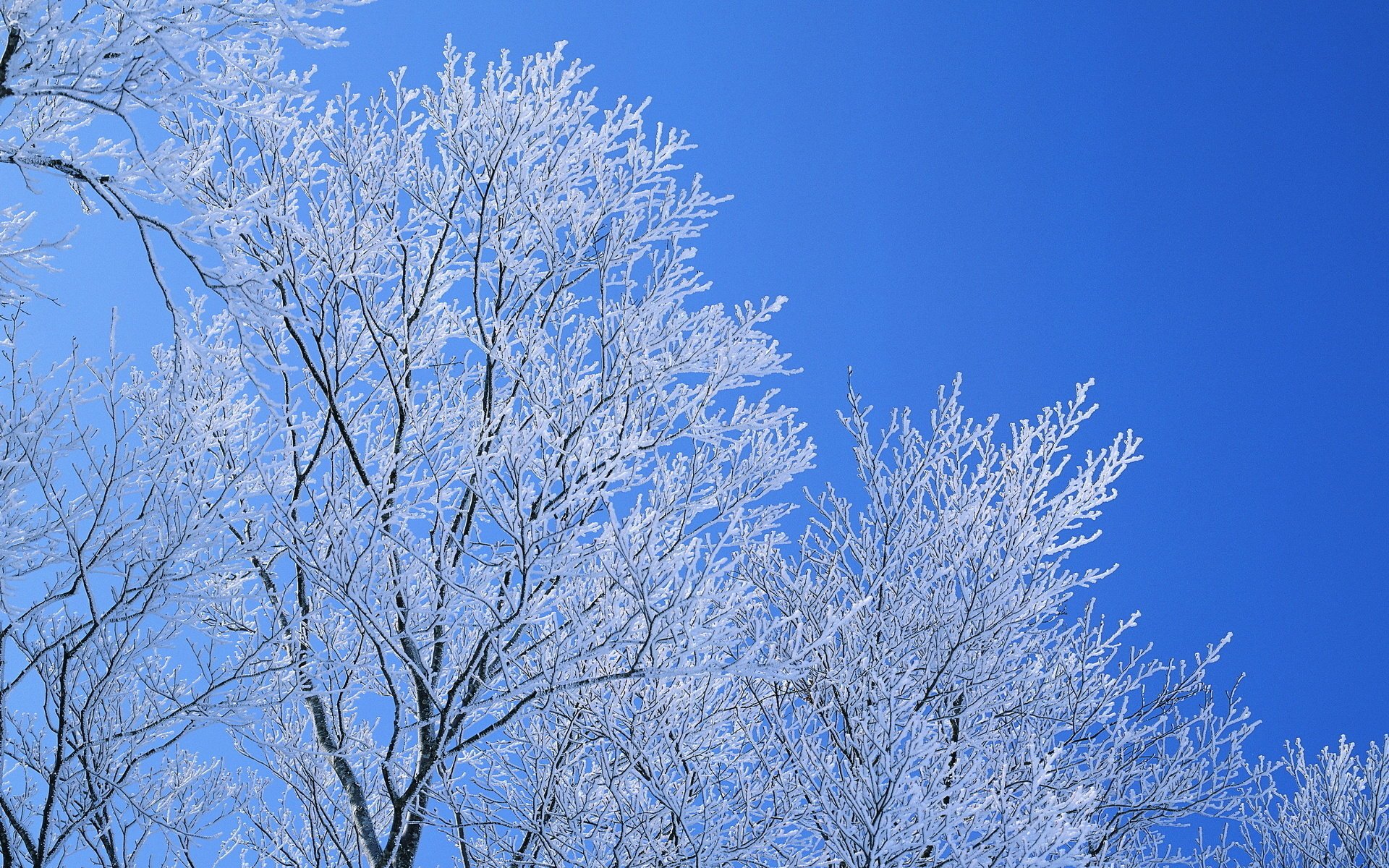 hiver ciel givre branches arbres bleu