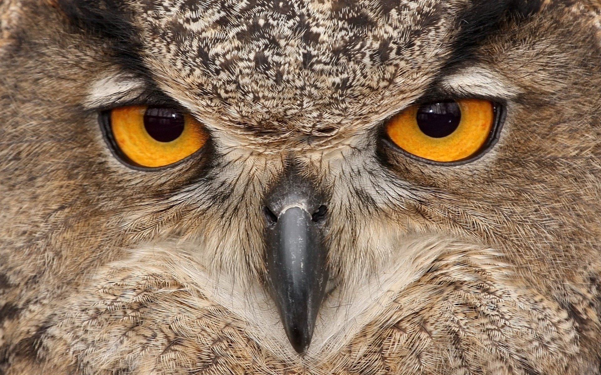 hibou oiseau yeux bec