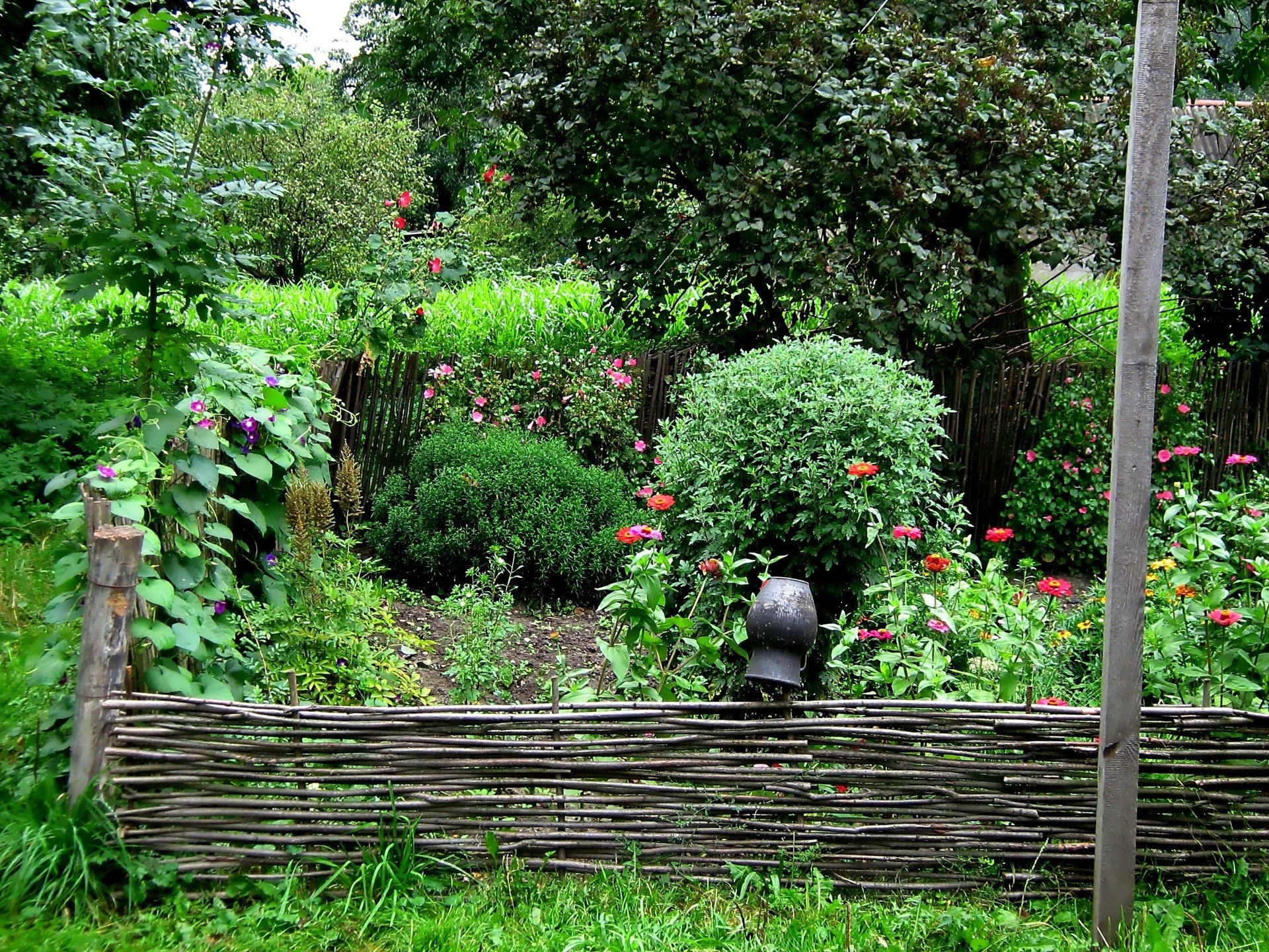 fiori canniccio brocca erba alberi foglie