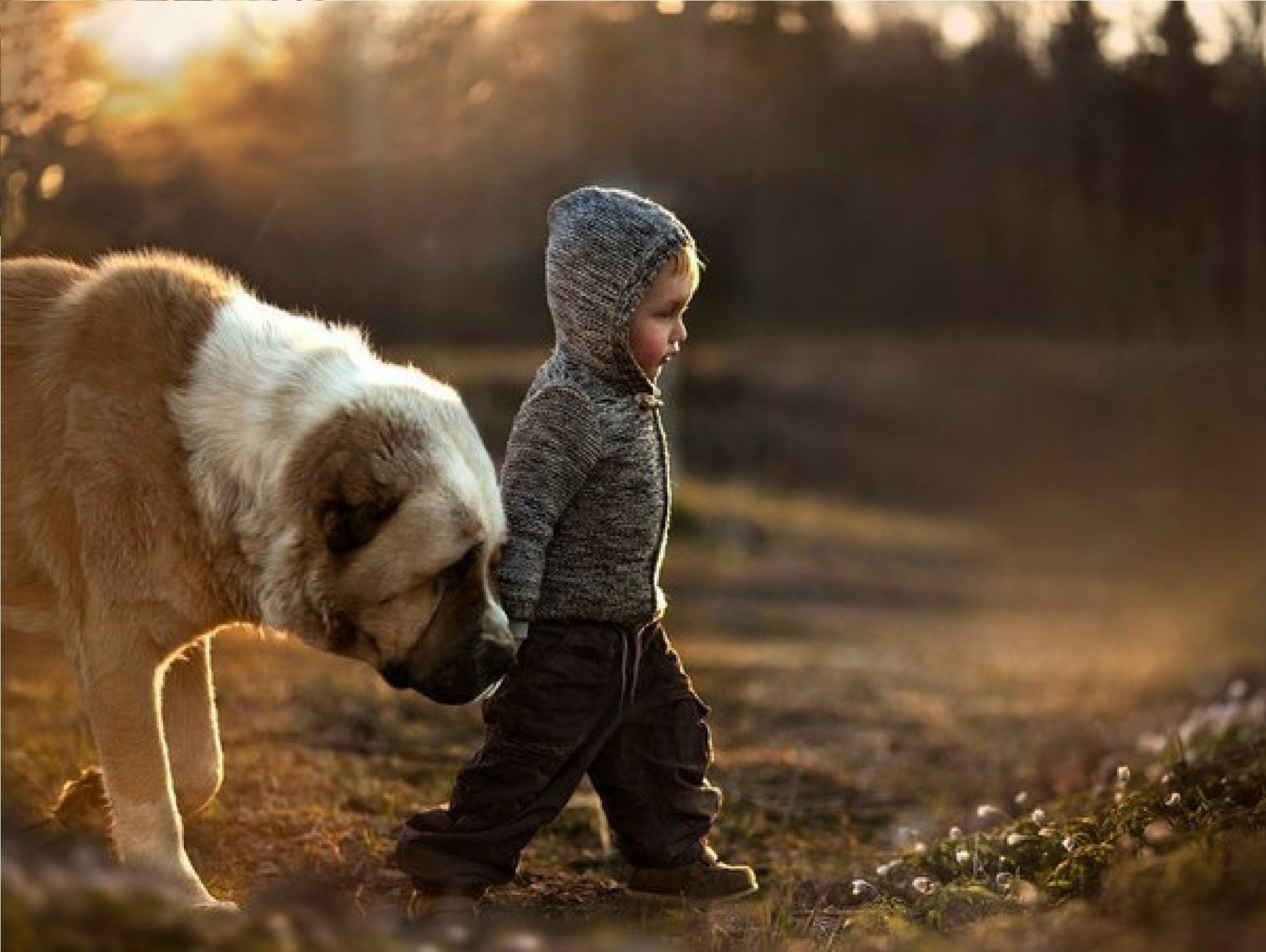 cane ragazzo giura