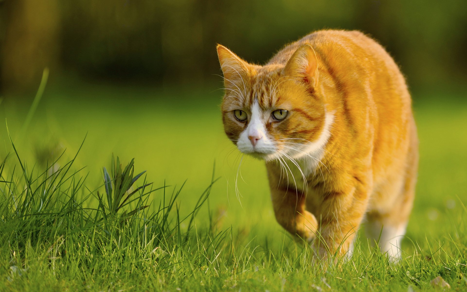 muffi chat herbe roux