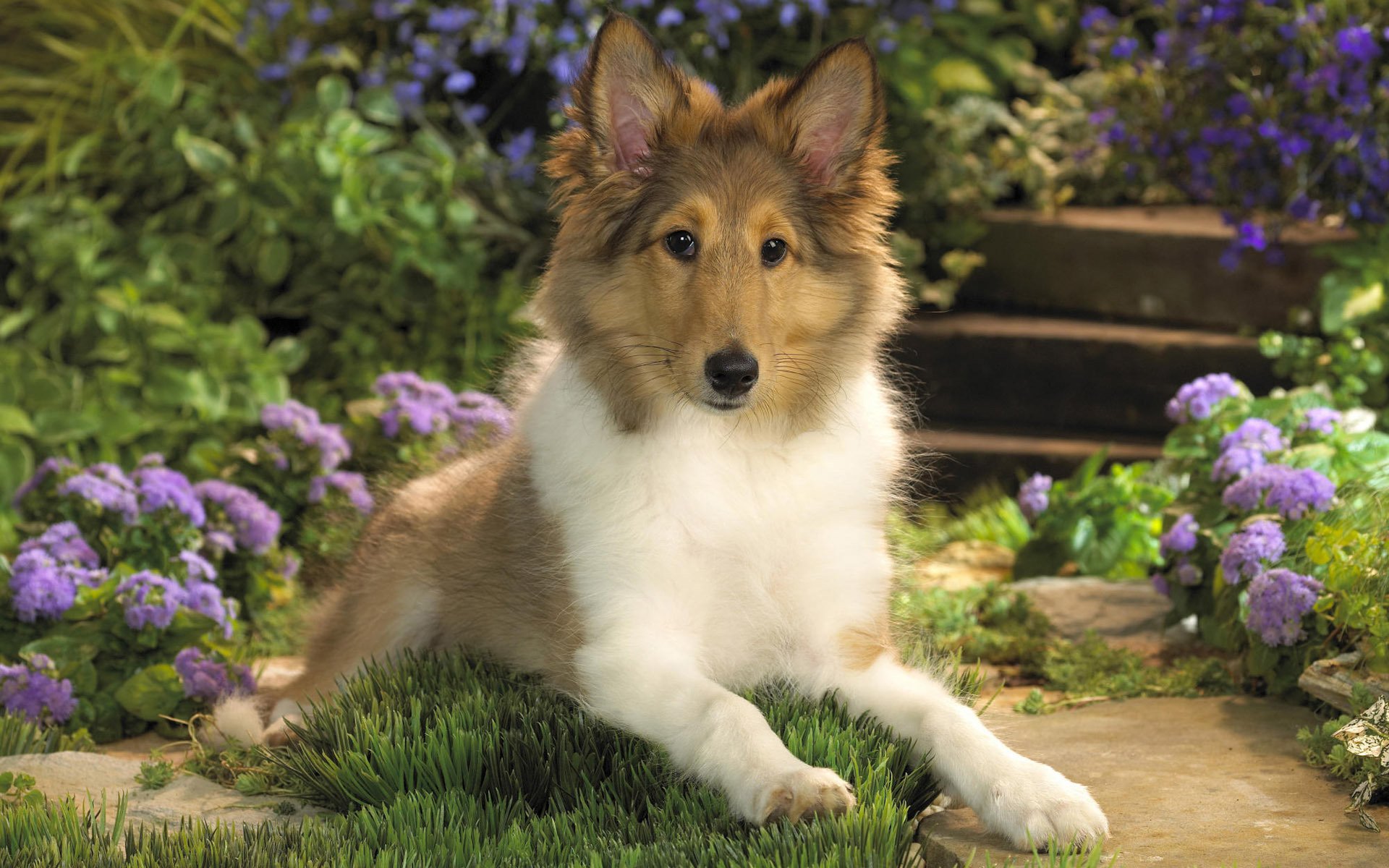 dog collie puppy