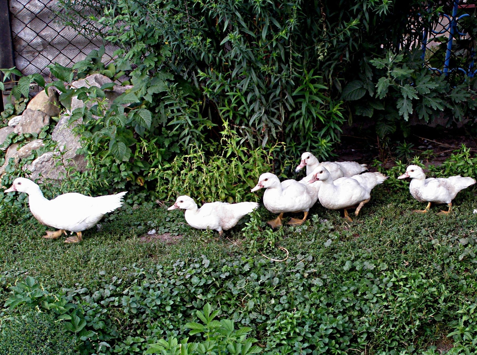 grass geese stone