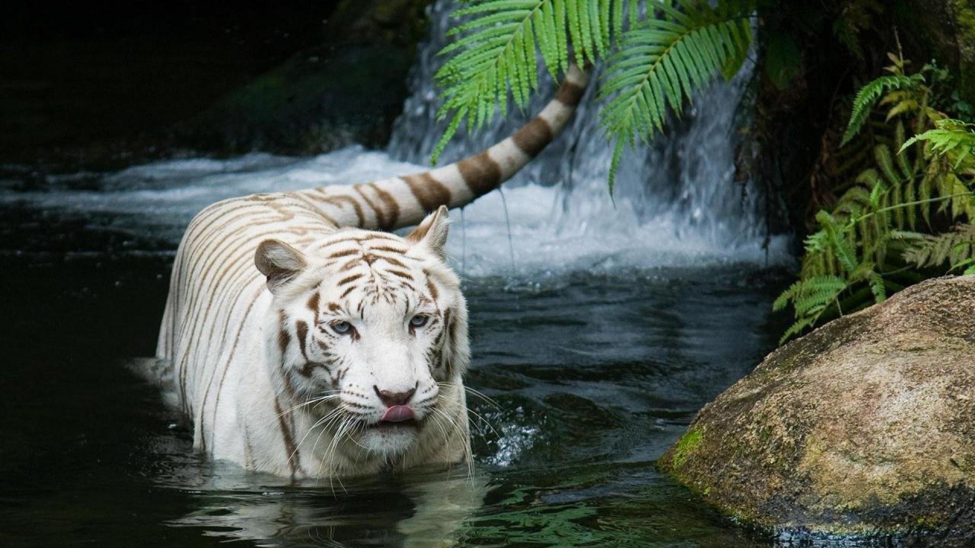 tiger tiger white tiger white tiger cat