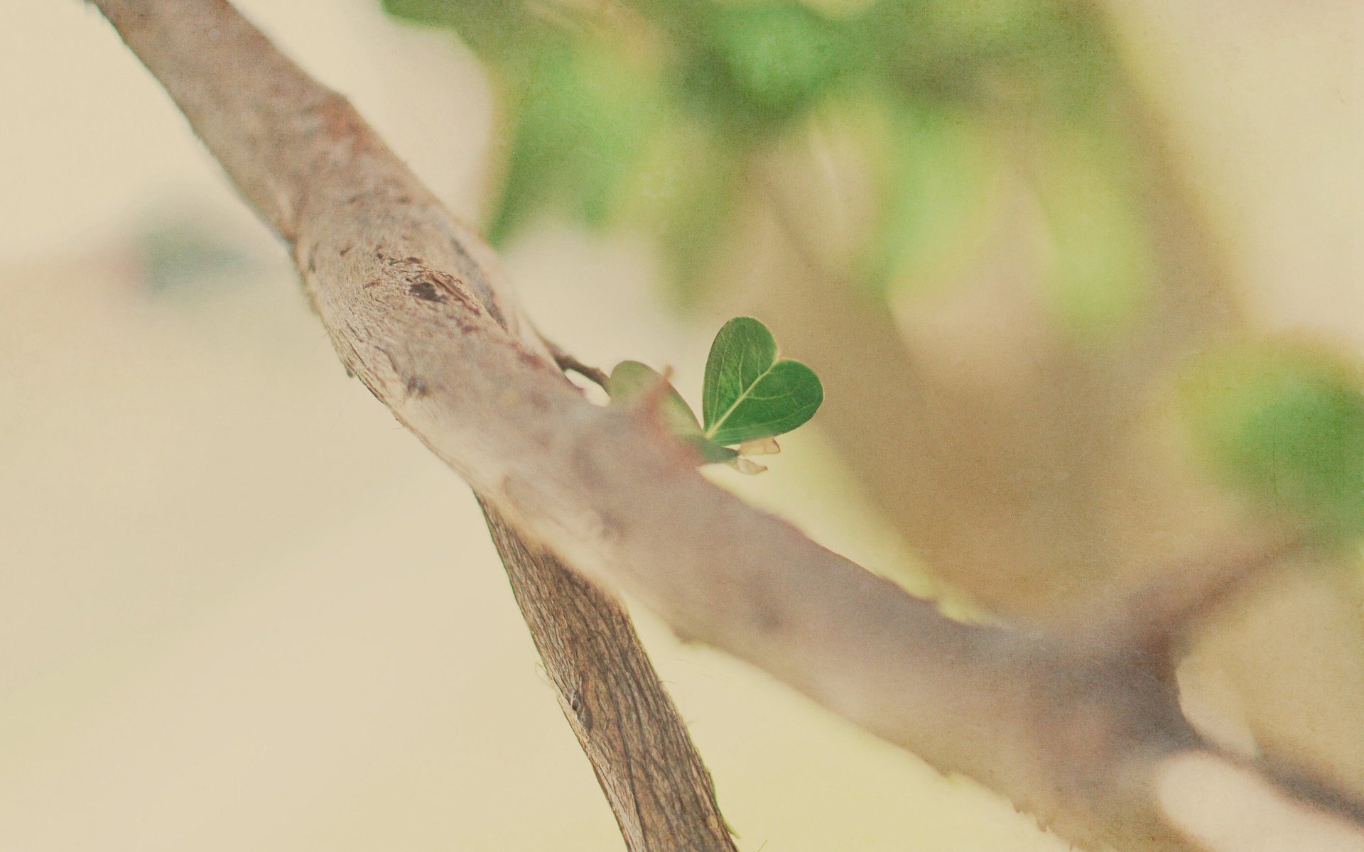 macro branch mood tree trees branches branche