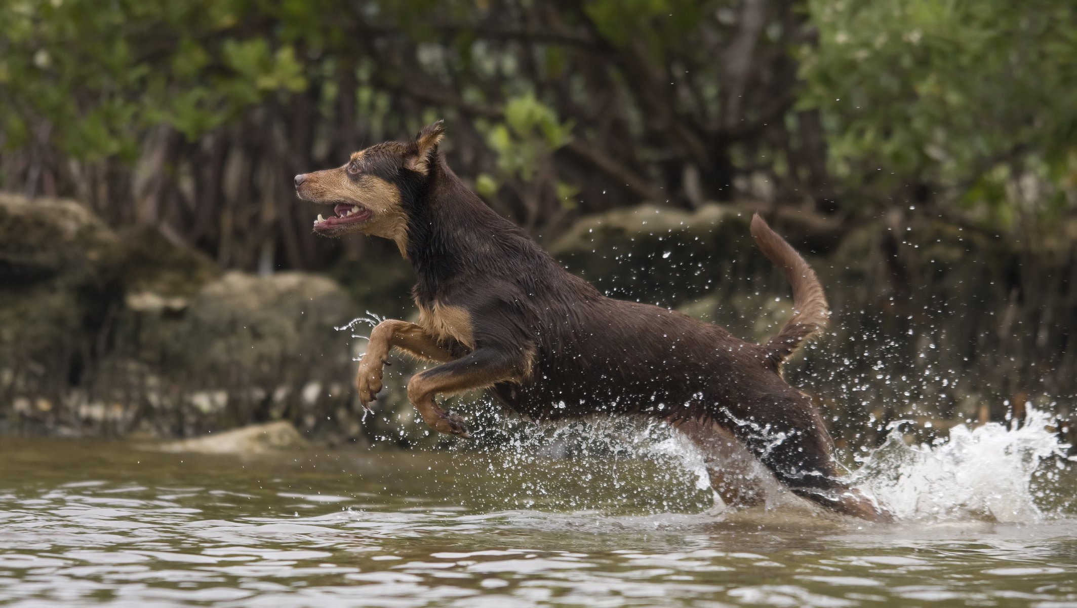 hund spritzen erstarrt springen