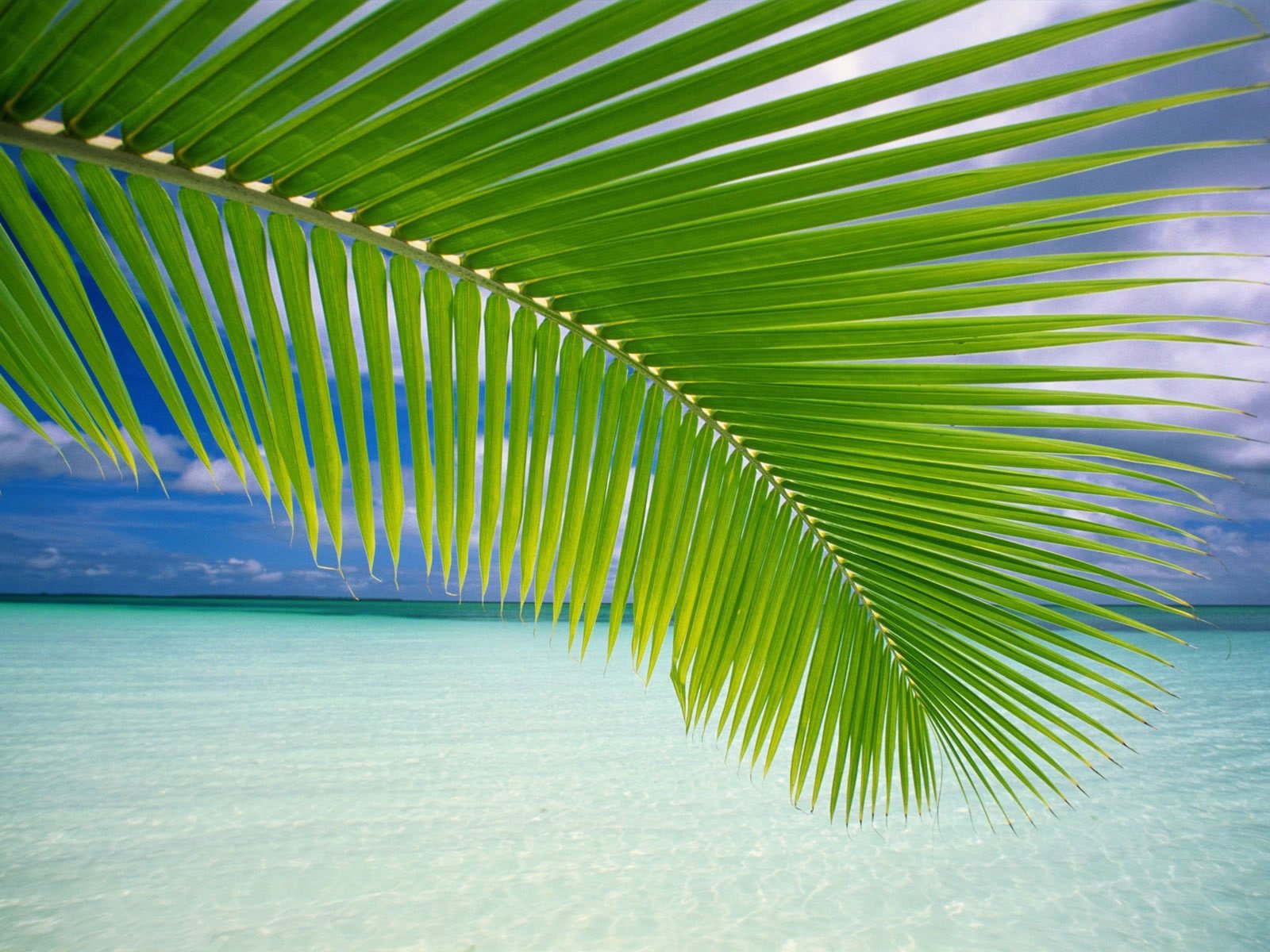 meer strand palme zweig