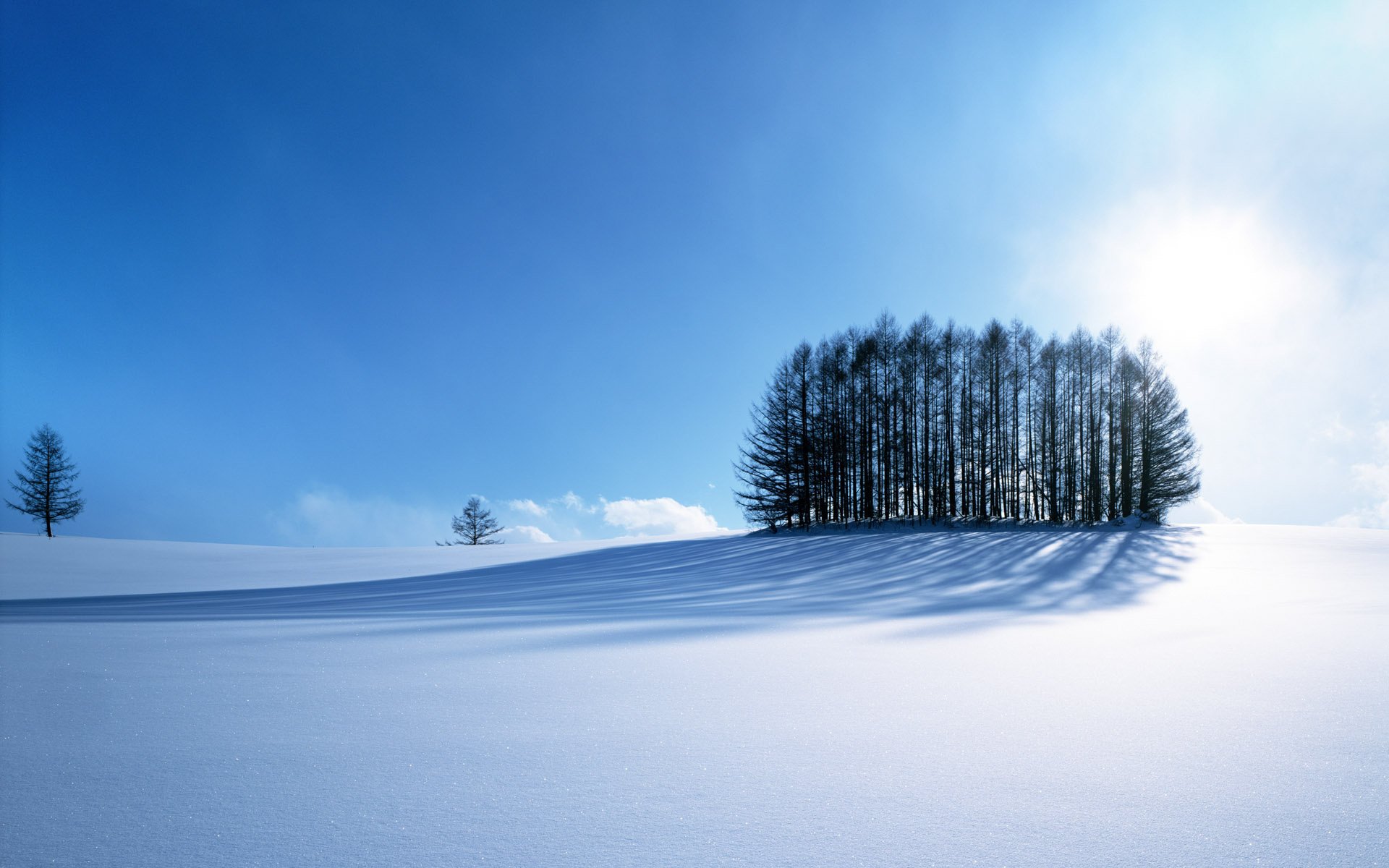 lisière ombres couverture hiver arbres surface