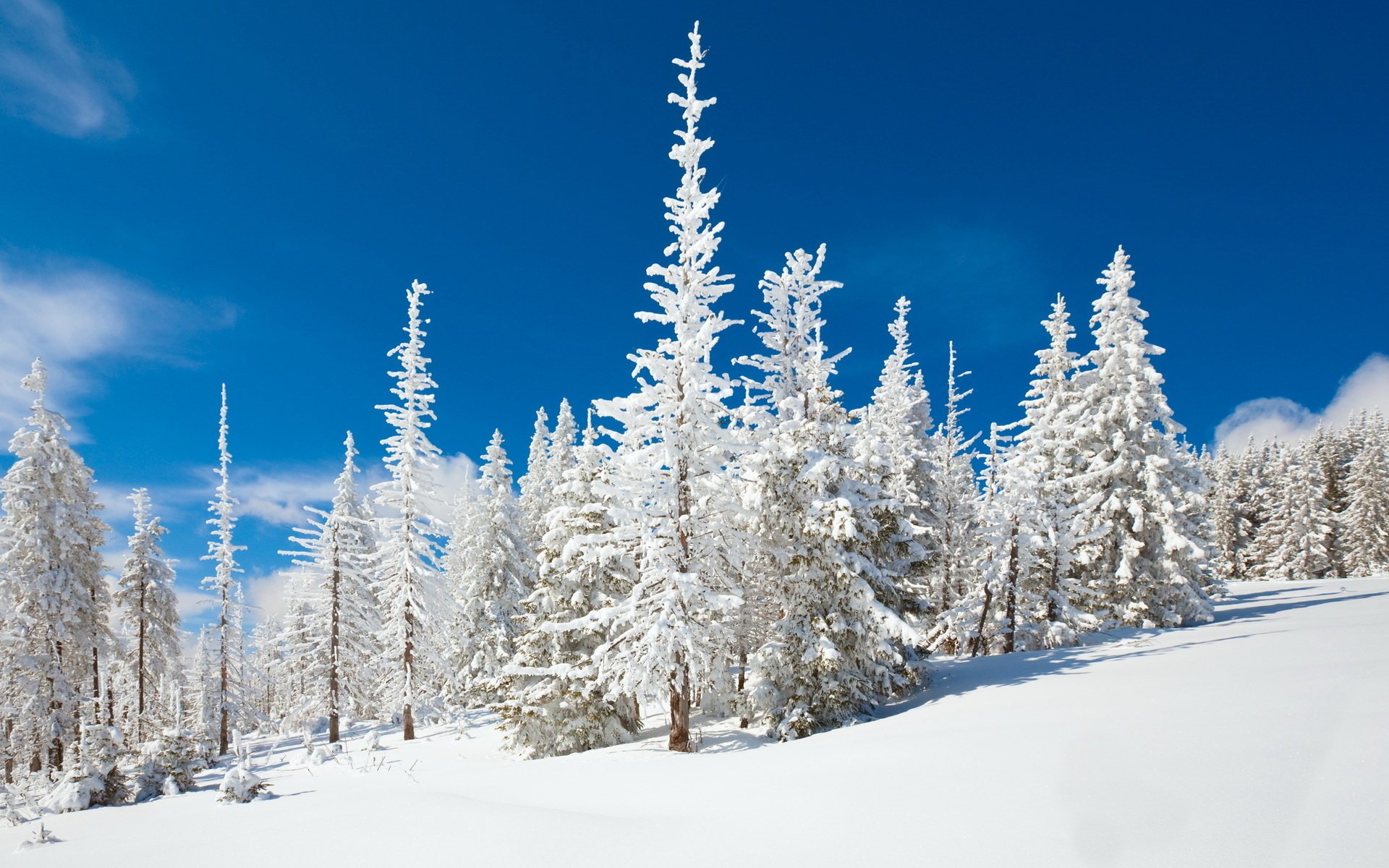 mooth snow in the snow trees the sky blue winter forest