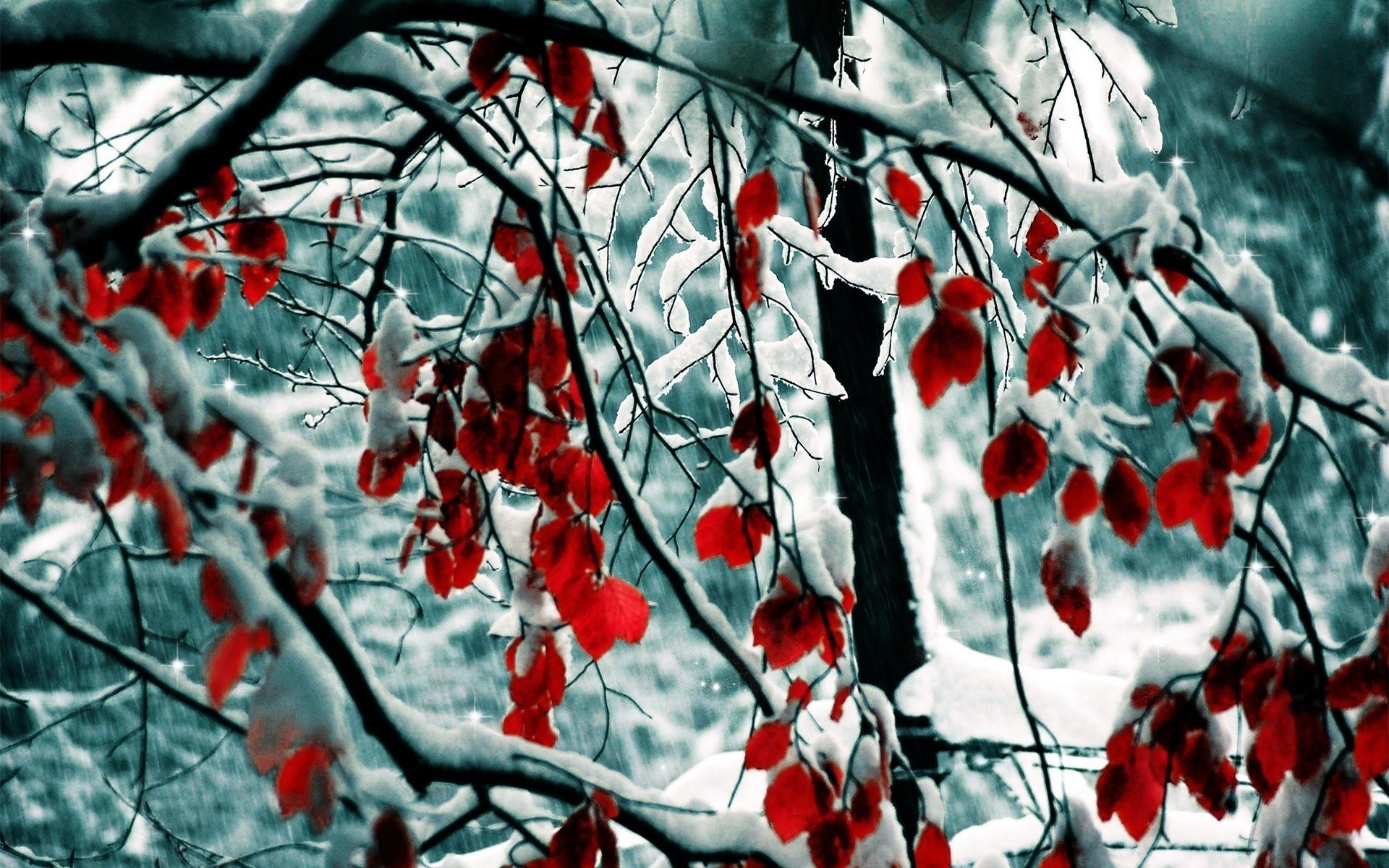 natur winter blätter schnee schnee natur zweige winter bäume