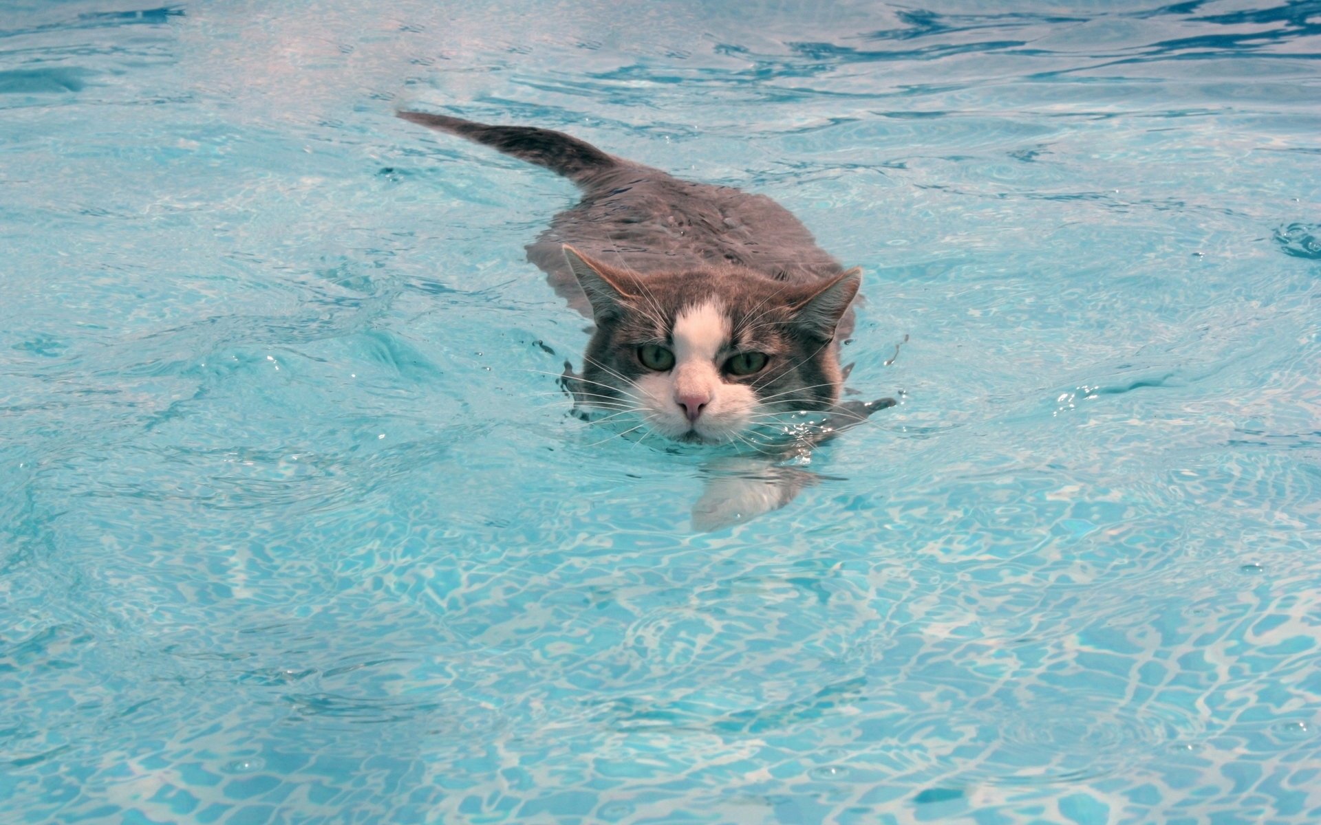 chat eau moustache chat