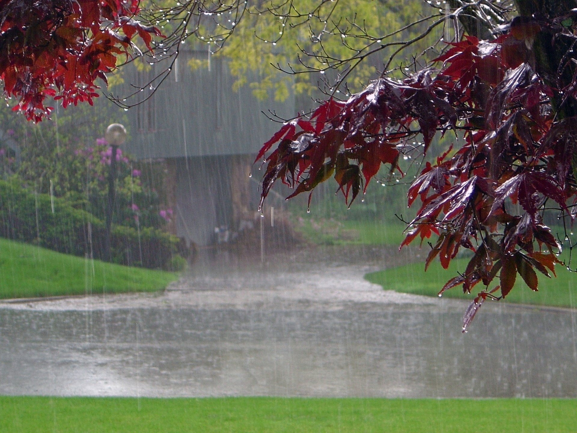 pluie arbre feuilles parc route érable maison