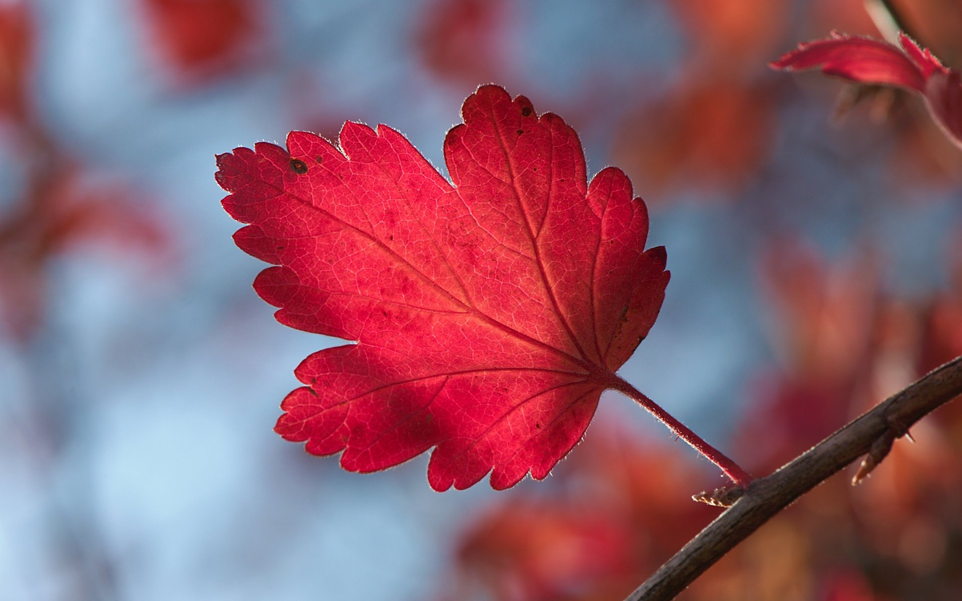 heet autumn leaf bokeh sprig