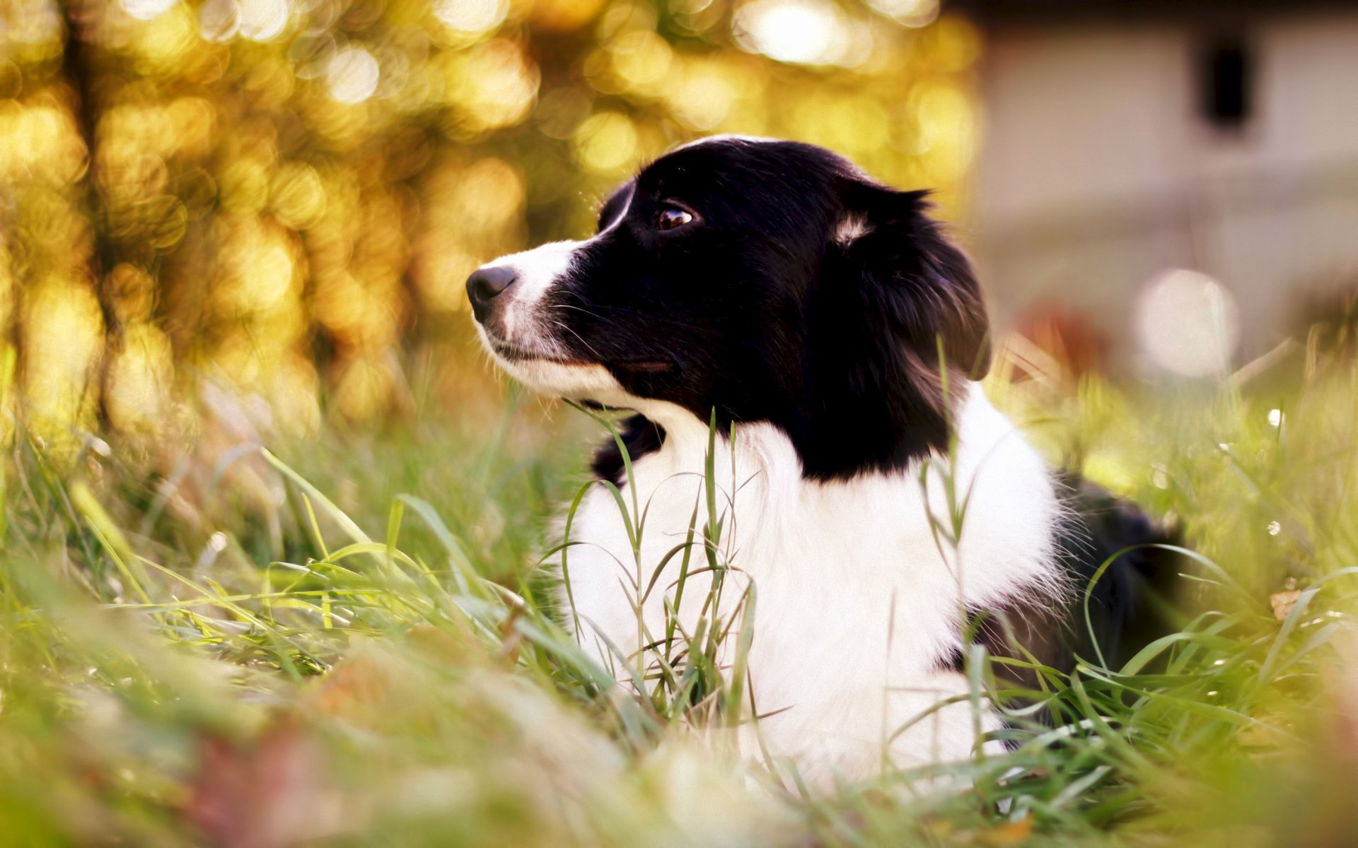 cane border collie erba bokeh border collie