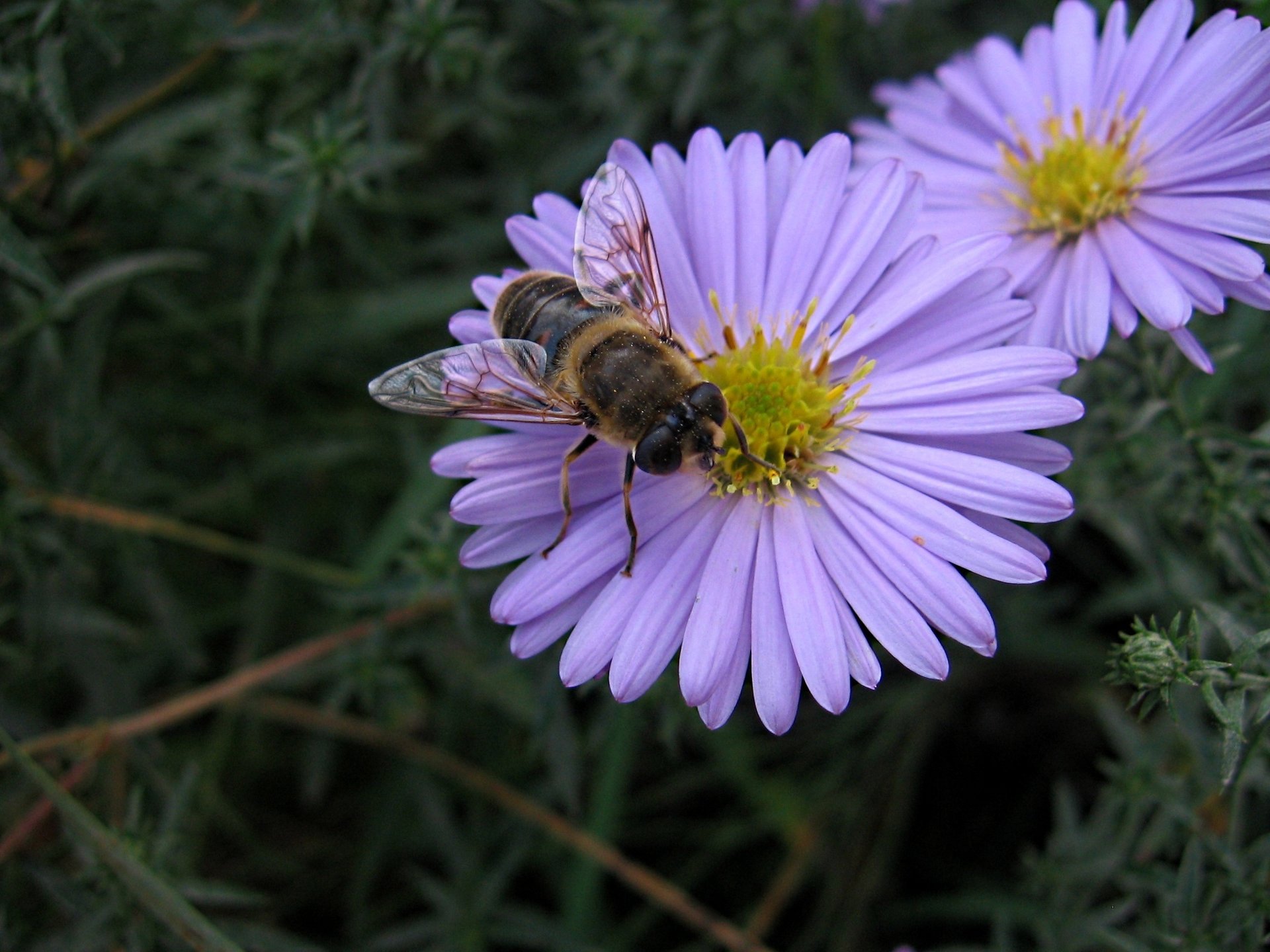 bee flower macro