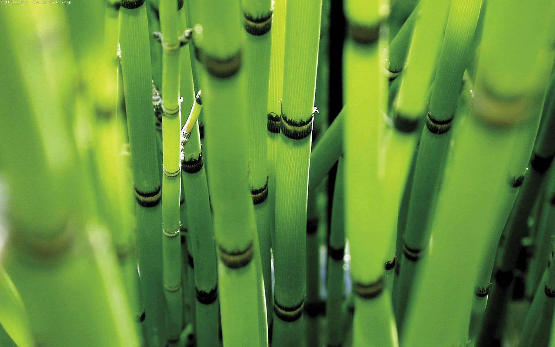 forest bamboo green colour 1920x1200