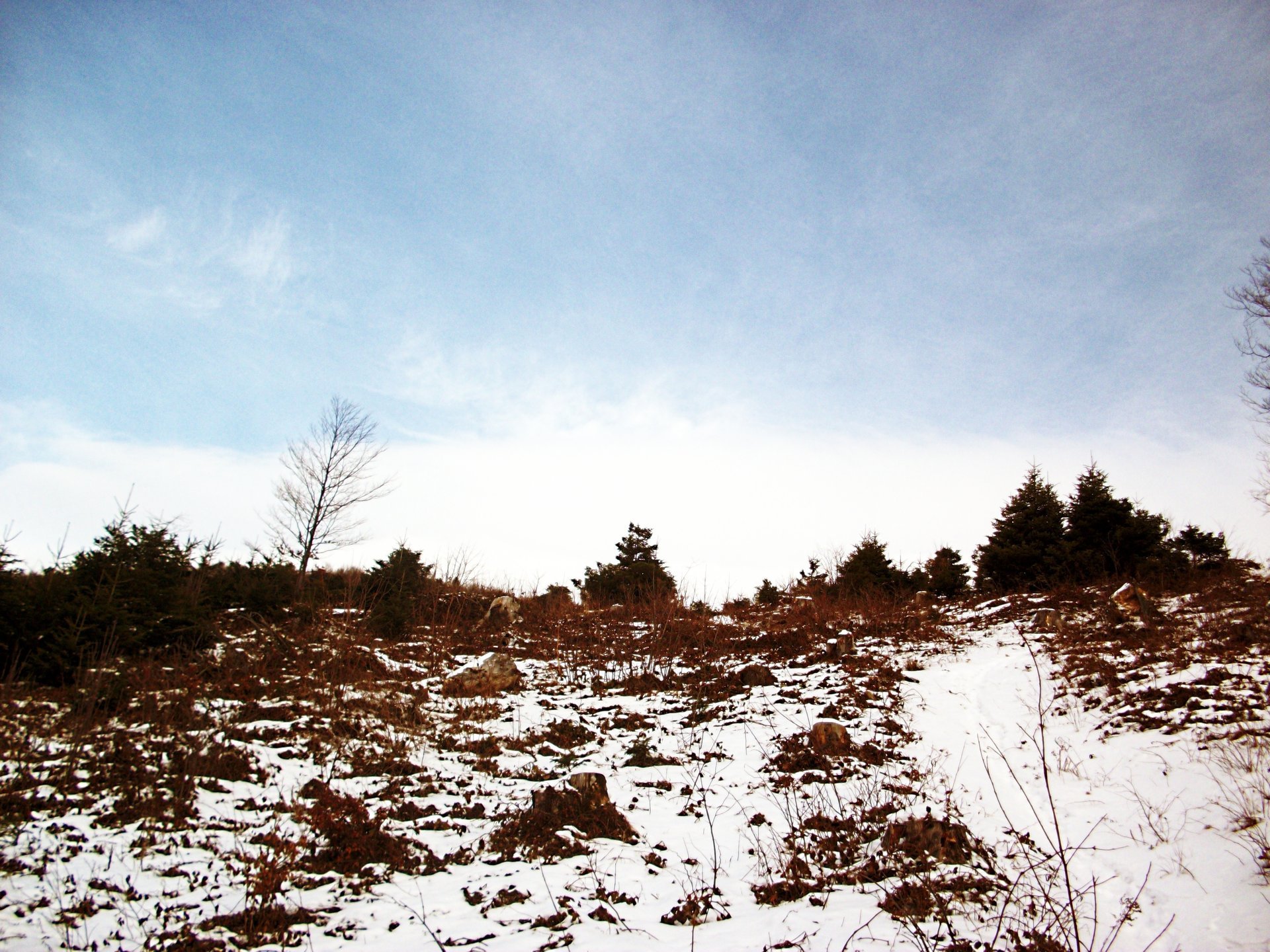 invierno bosque árboles de navidad cielo montañas piedras