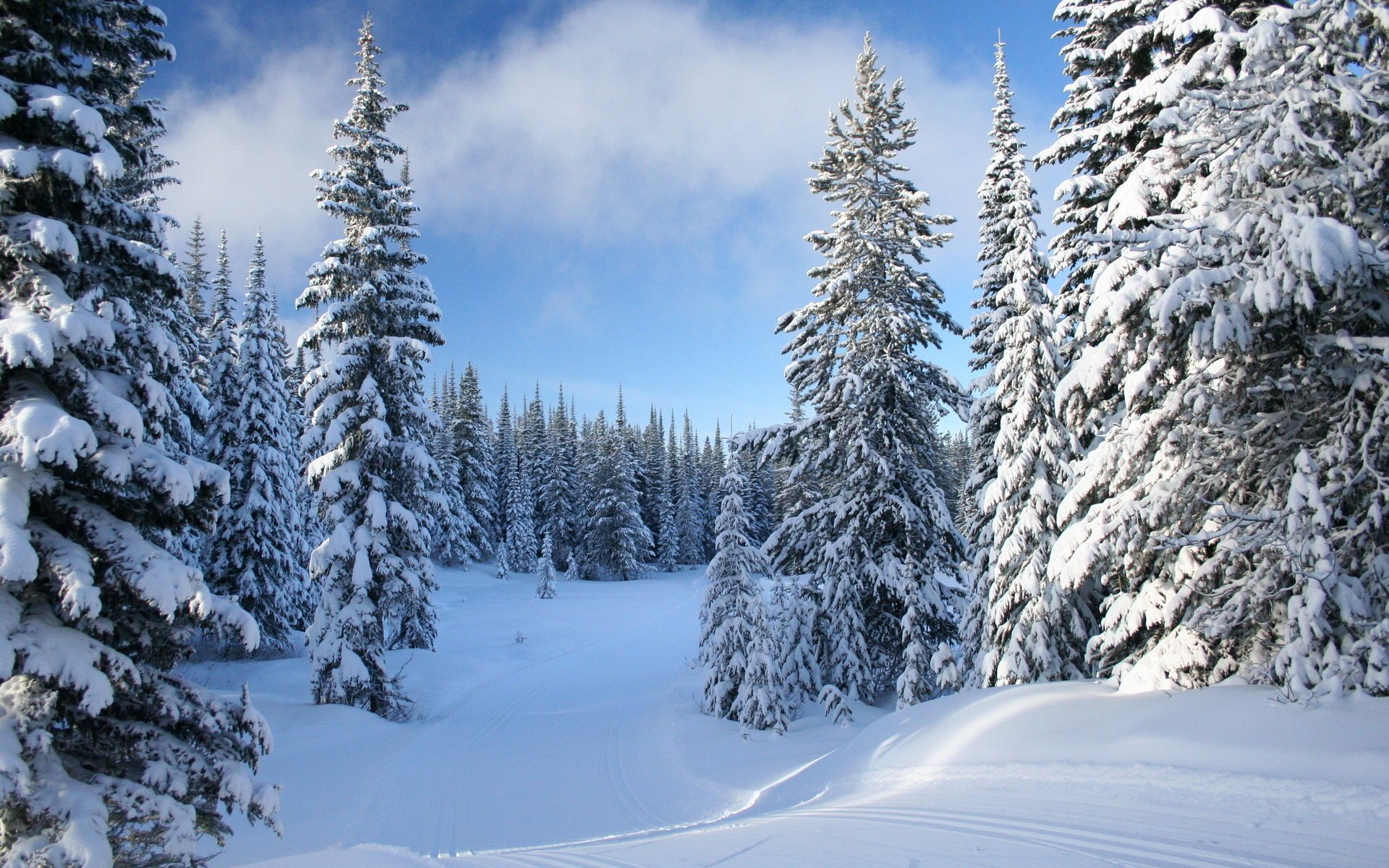 alberi di natale nuvole nella neve tracce