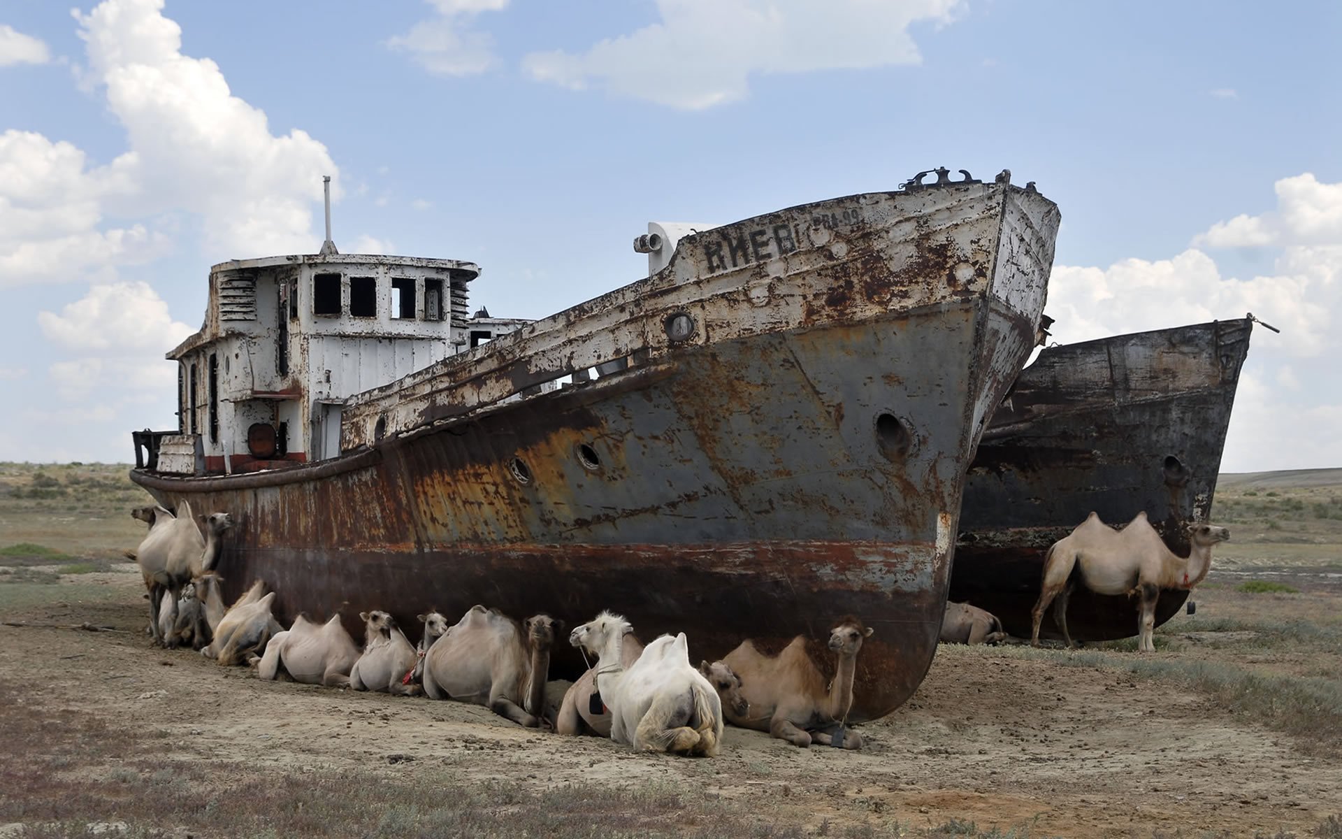 tugs desert camel