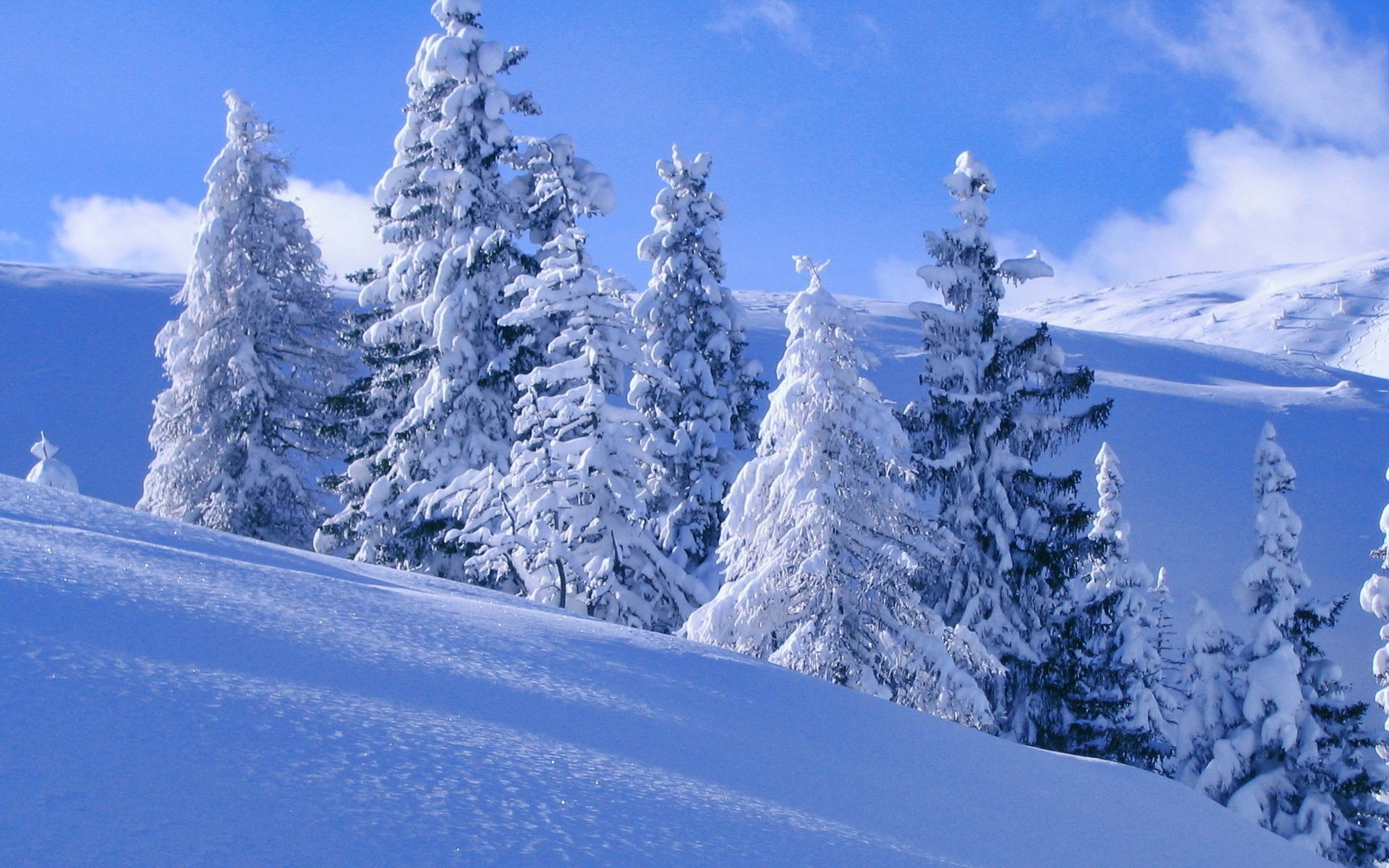 hang winter schnee bäume im schnee