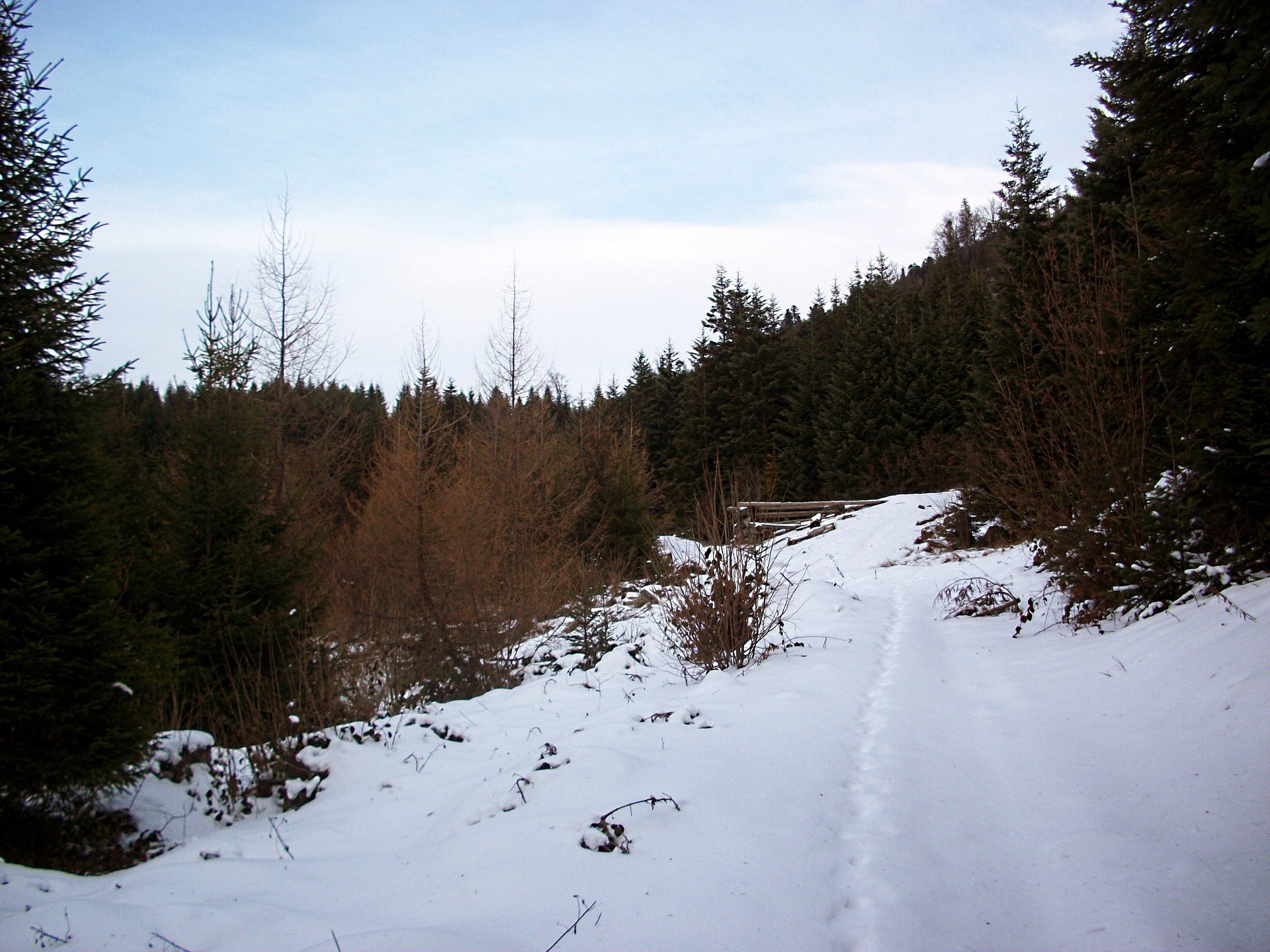 invierno bosque árboles de navidad cielo