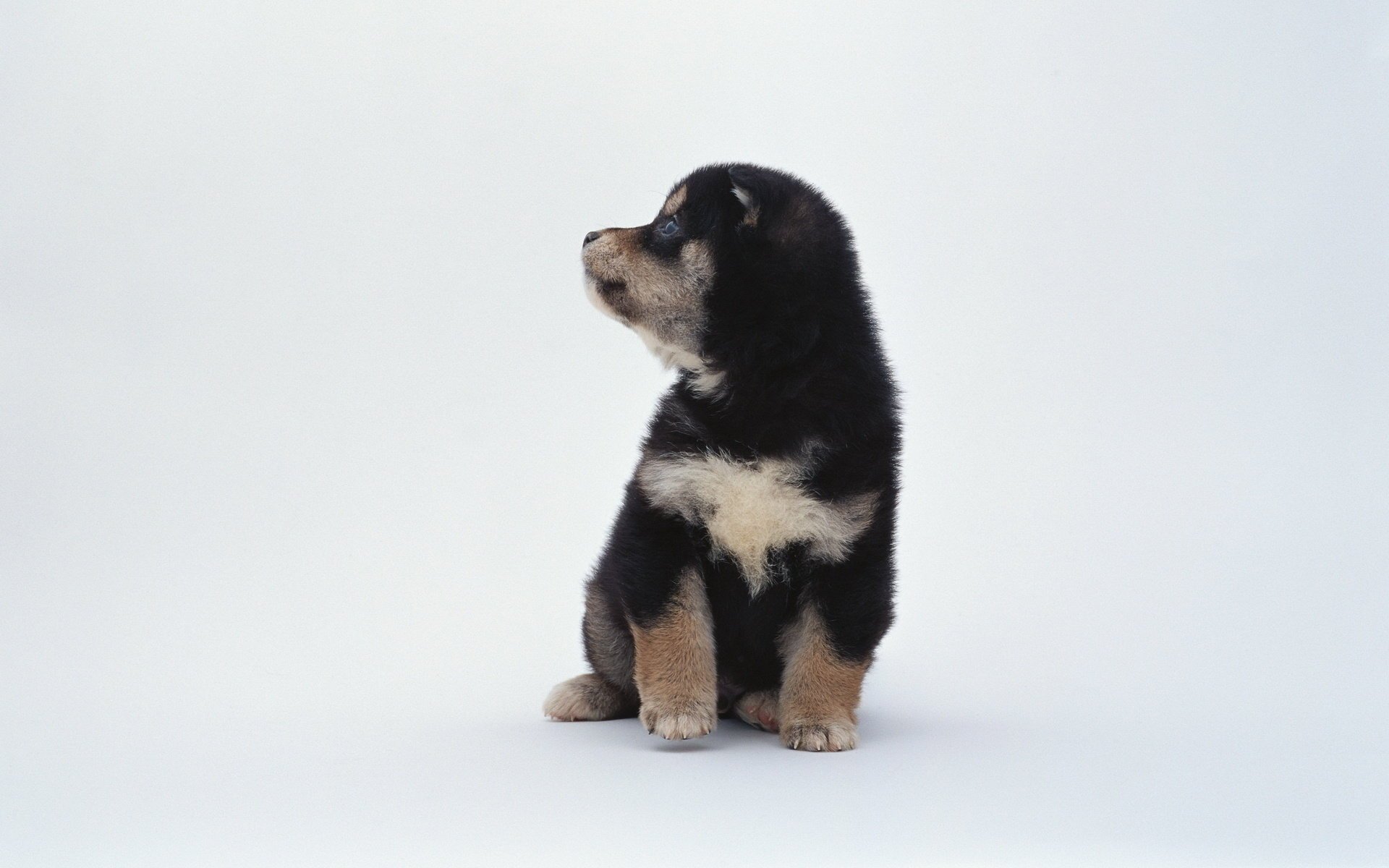 animals puppy white background dog black and white spot