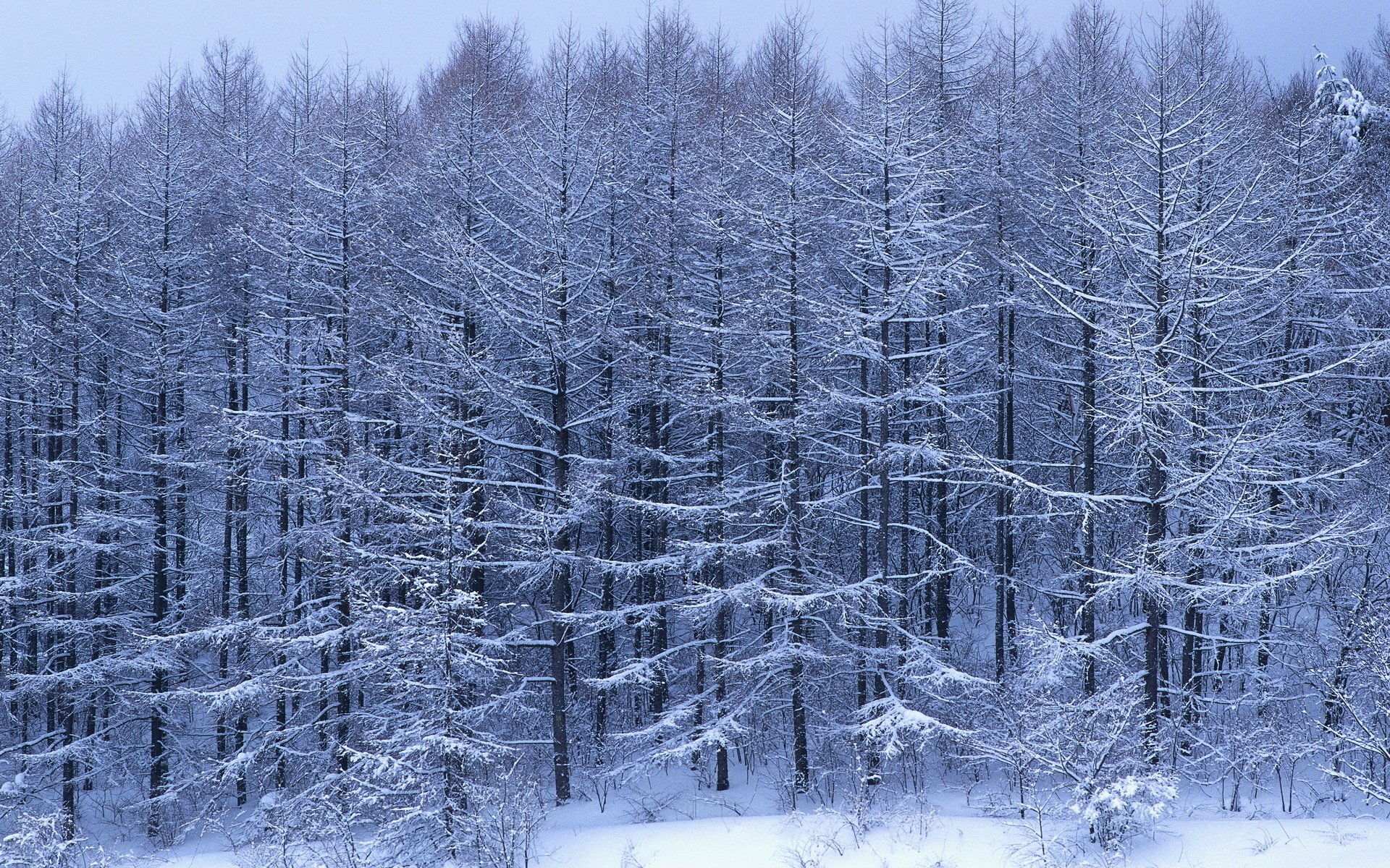 изморозь густой лес снег