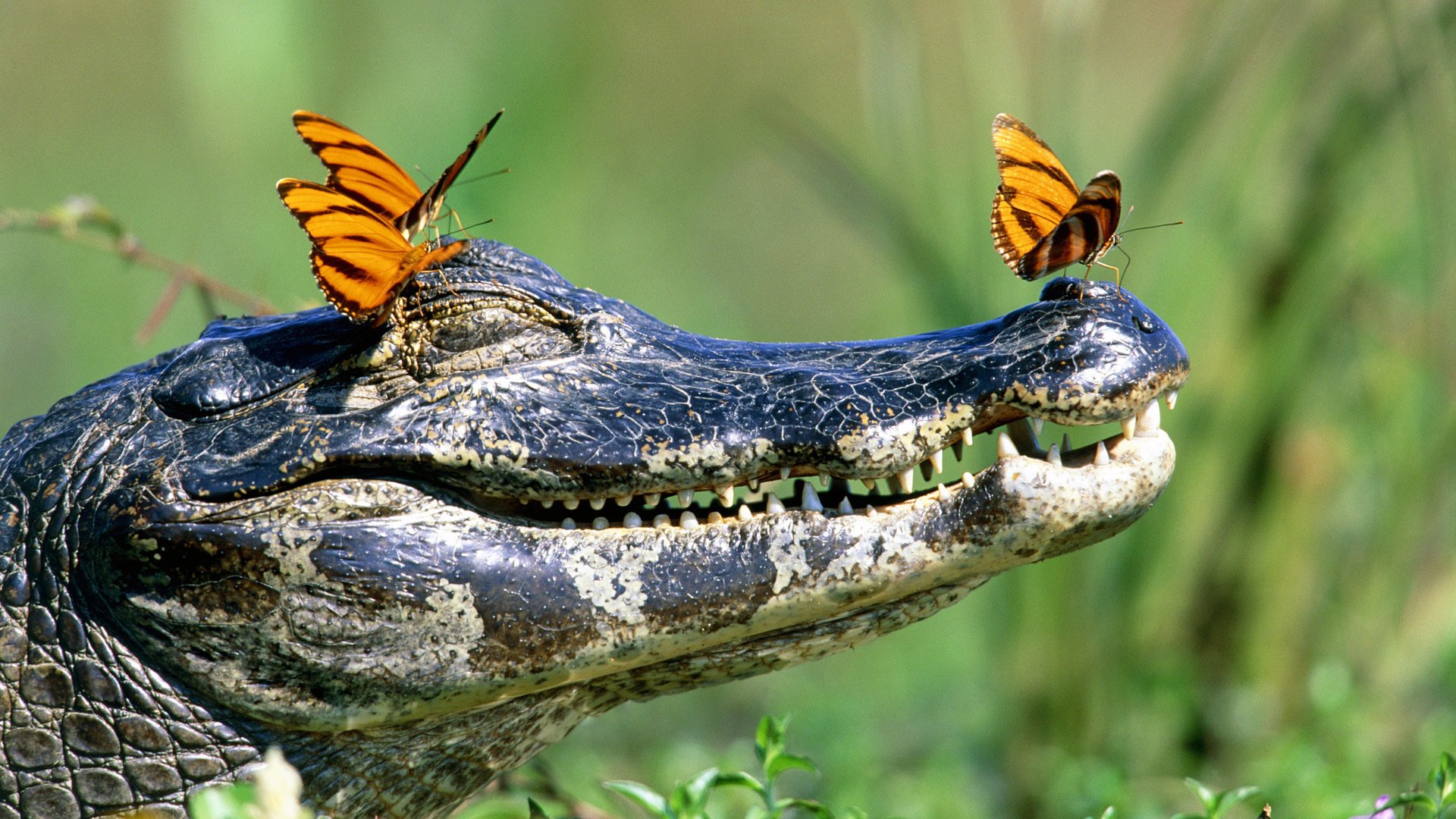 krokodil zähne mund schmetterlinge