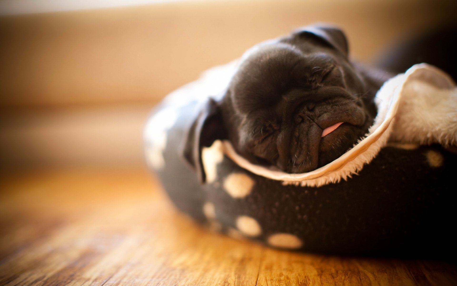 mops maisie welpe schläft zunge hund