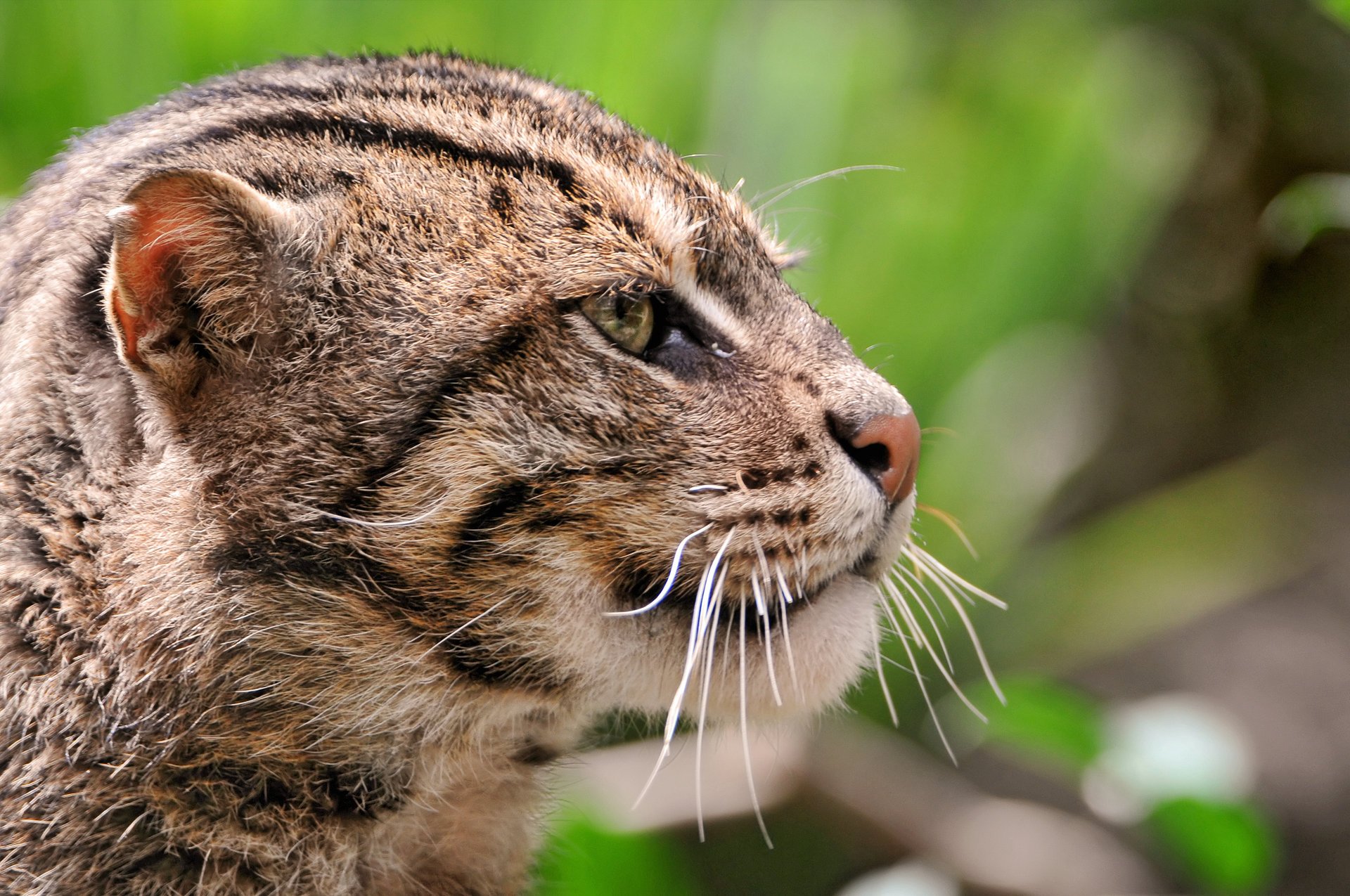 jungle cat face cat large wild kitty kote