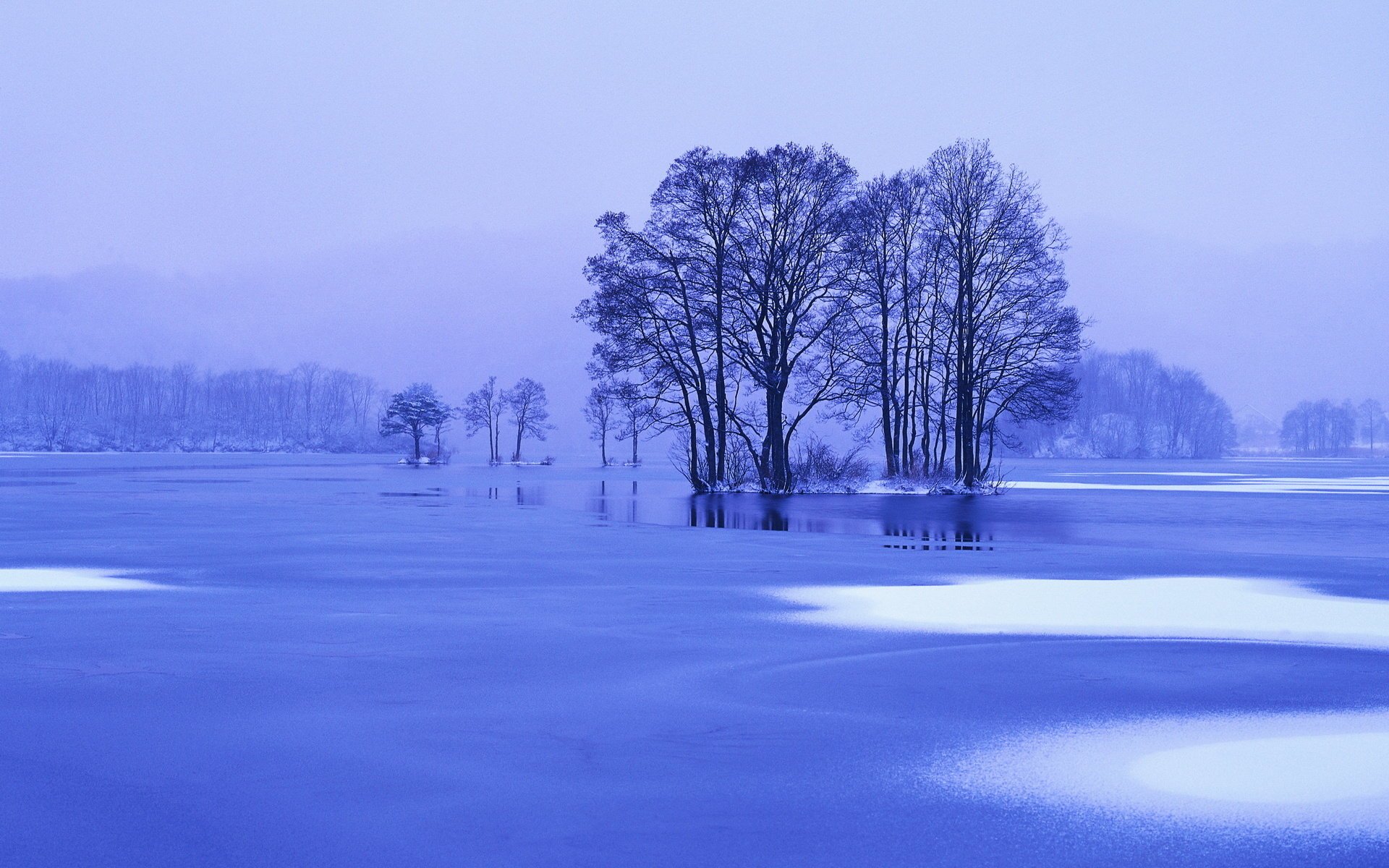 albero acqua deserto disgelo nebbia inverno