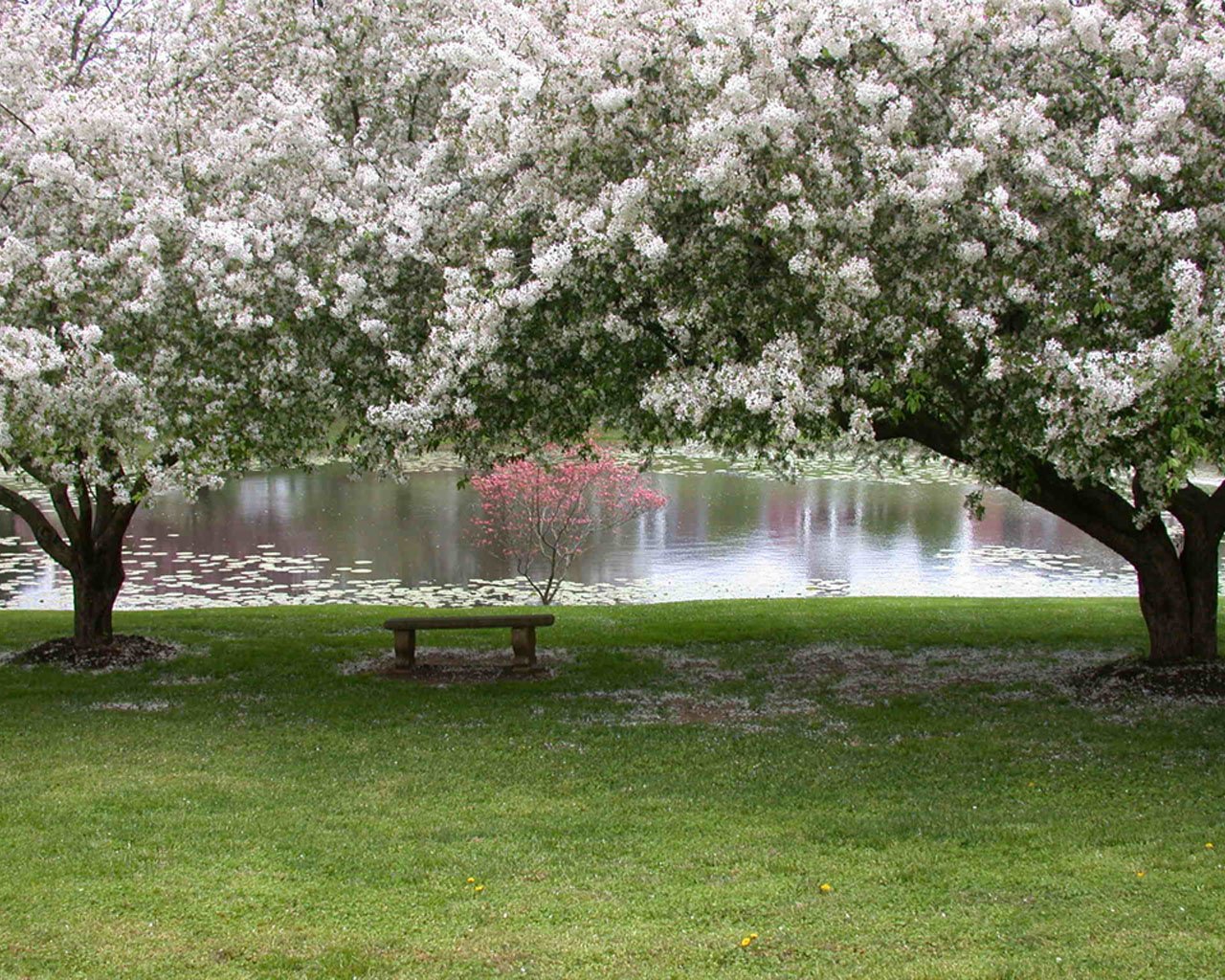 bench tree