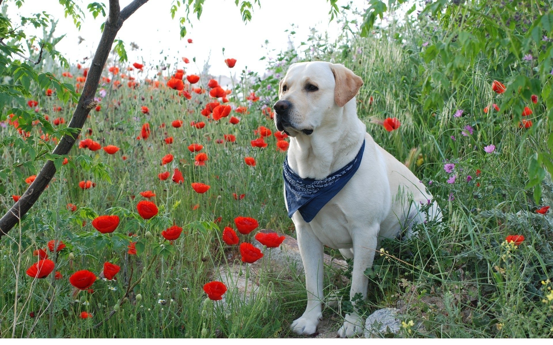 chien coquelicots labrador blanc