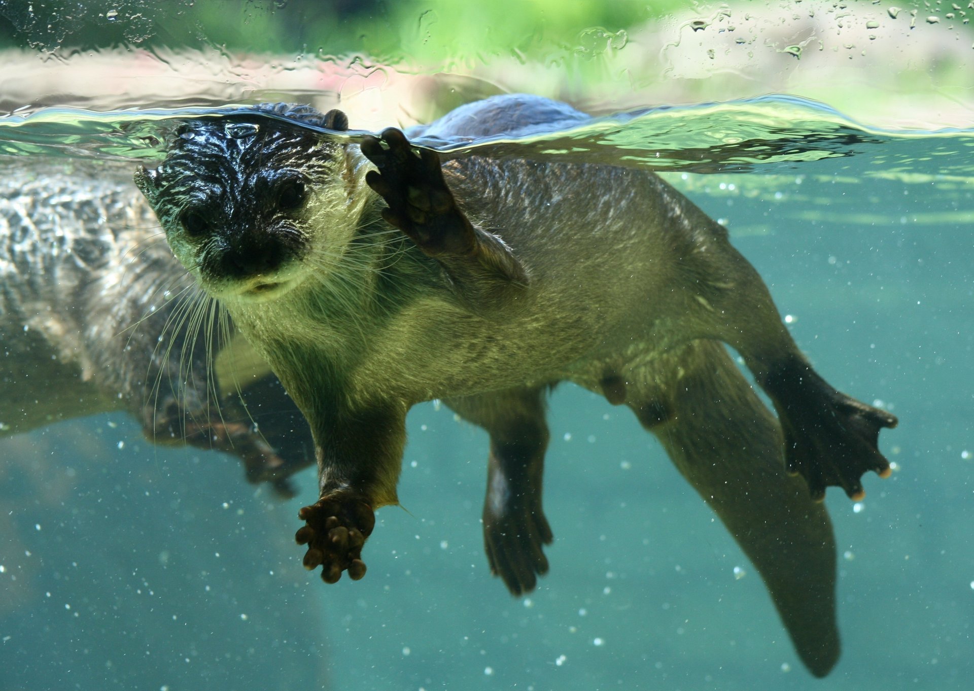 chord mammals under water beaver water otter