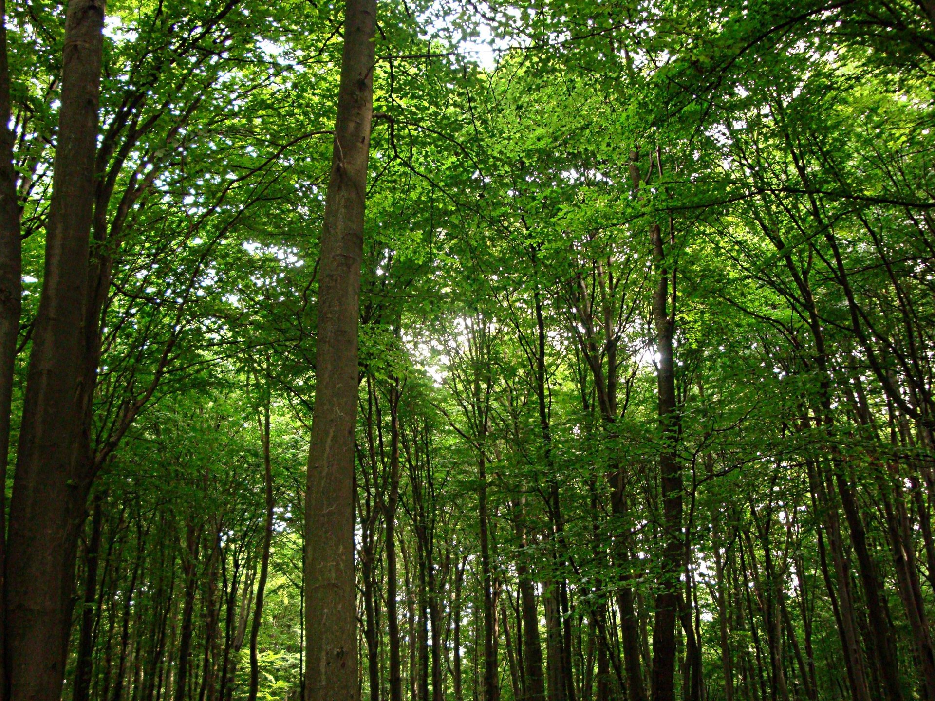 pring forest trees leave