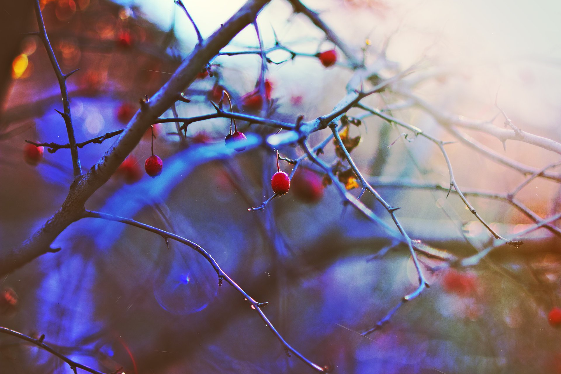 mood winter the sun berries sunset