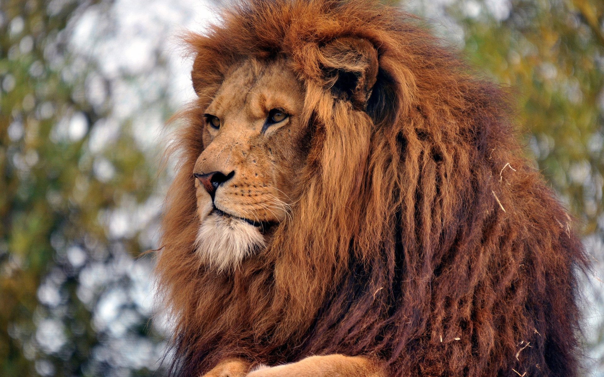 erwachsener könig der tiere löwe