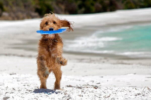 Schöner Hund am Strand