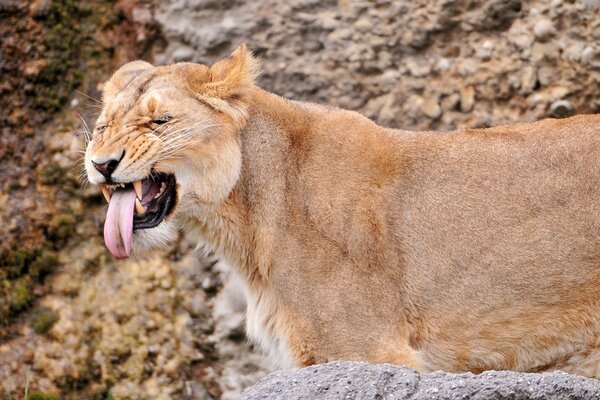 The lioness makes a face and shows her tongue